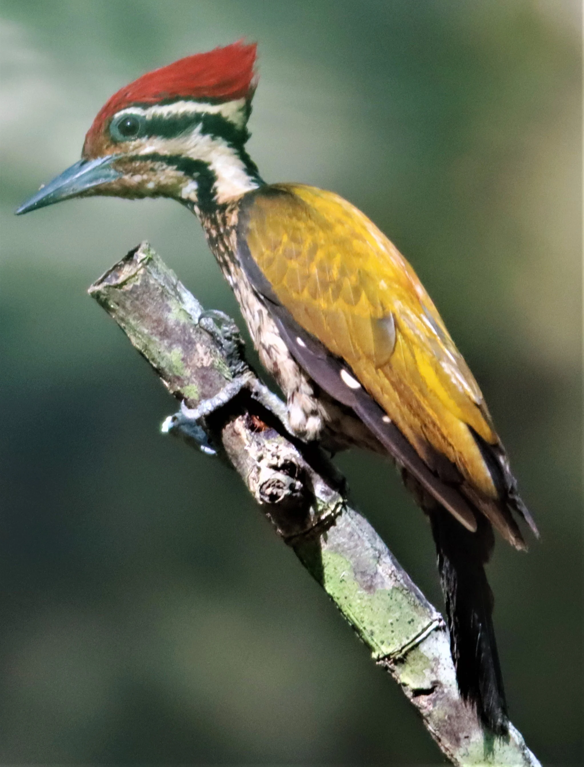 WOODPECKER - COMMON FLAMEBACK - Dinopium javenense - AO PHANG NGA NATIONAL PARK AREA (21).jpg