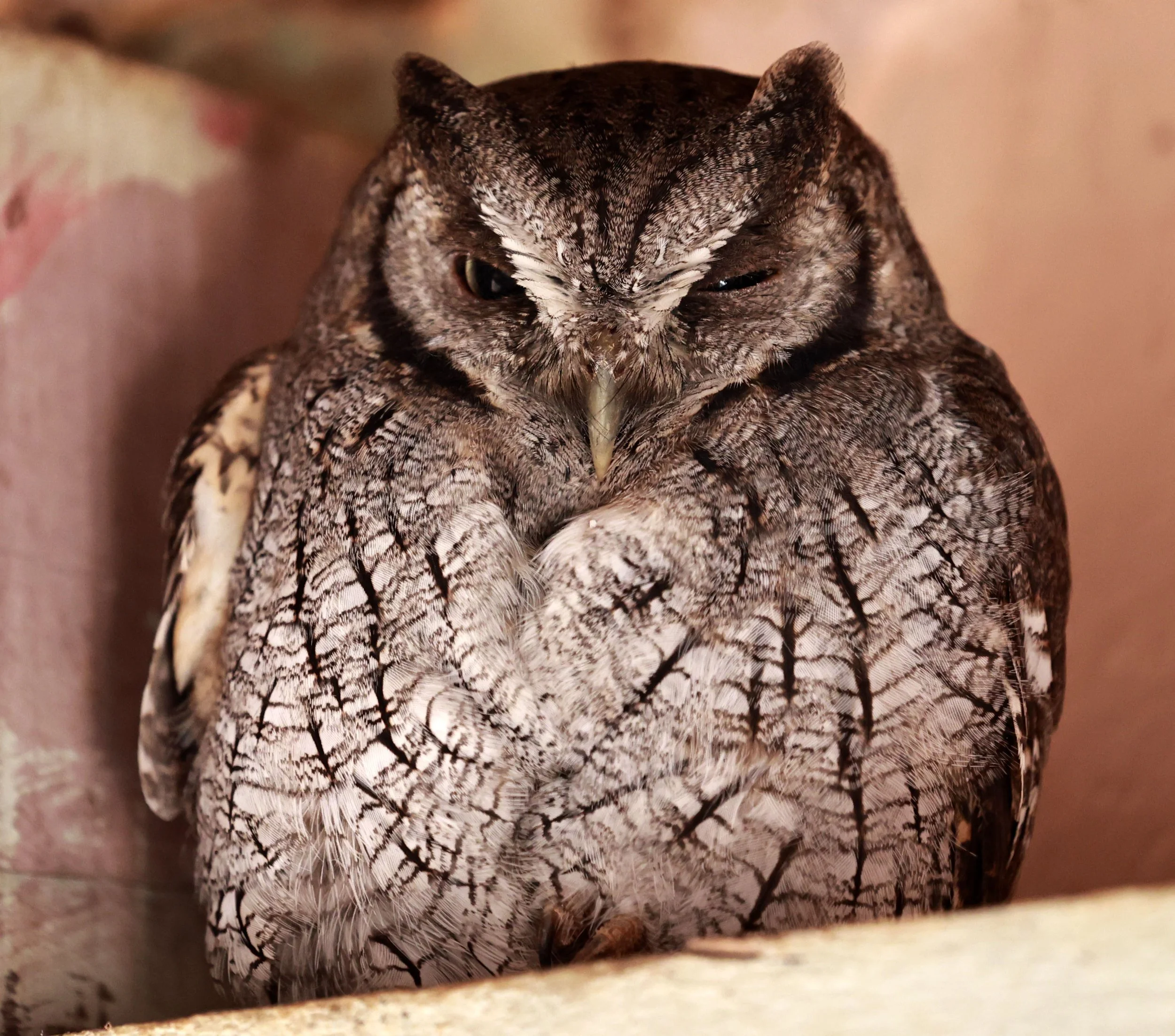 Owl - Tropical Screech-Owl - Megascops choliba - Emas National Park, Goias Brazil (4).jpg