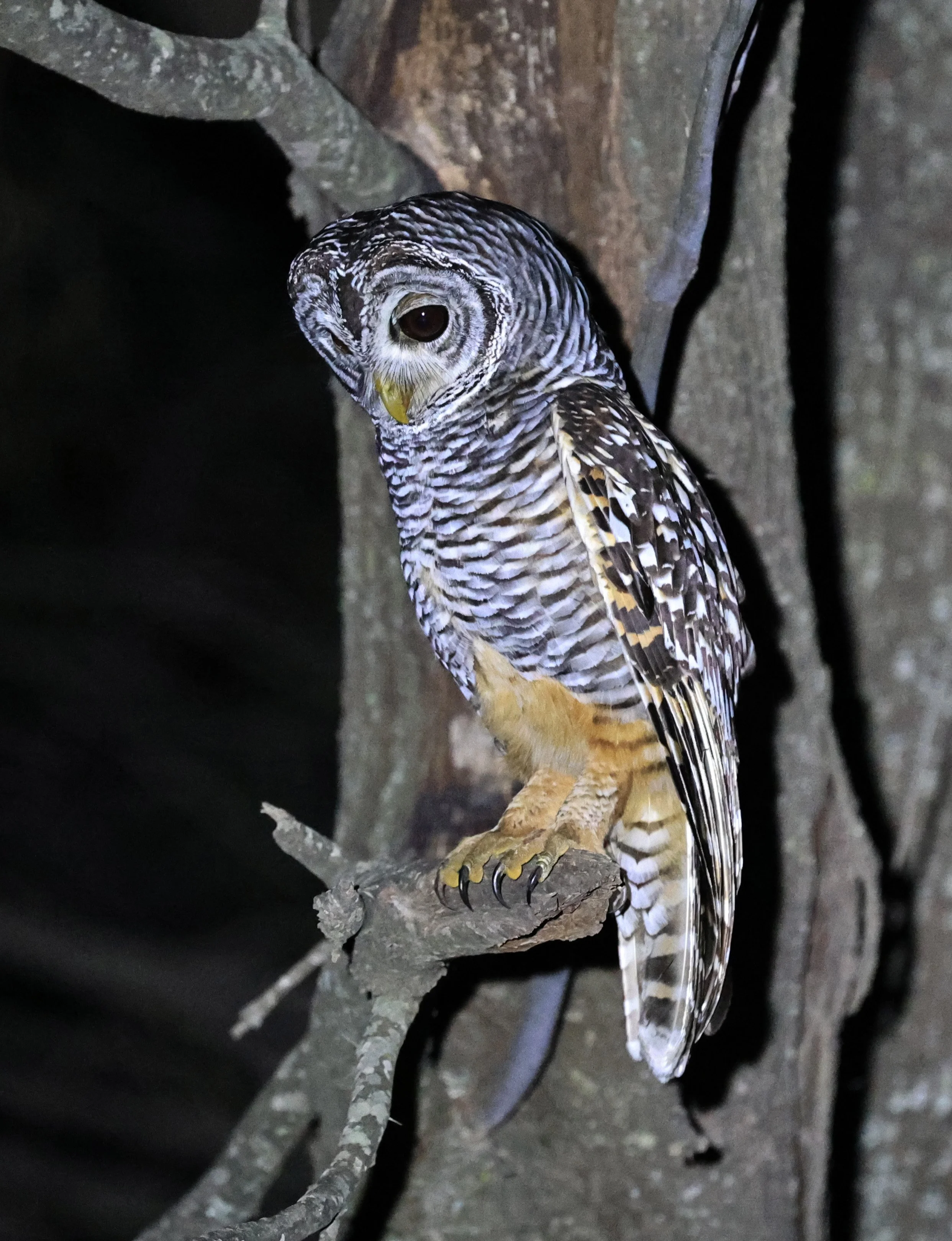 Chaco Owl (Strix chacoensis) Estancia Campo'í Paraguay (68).jpg