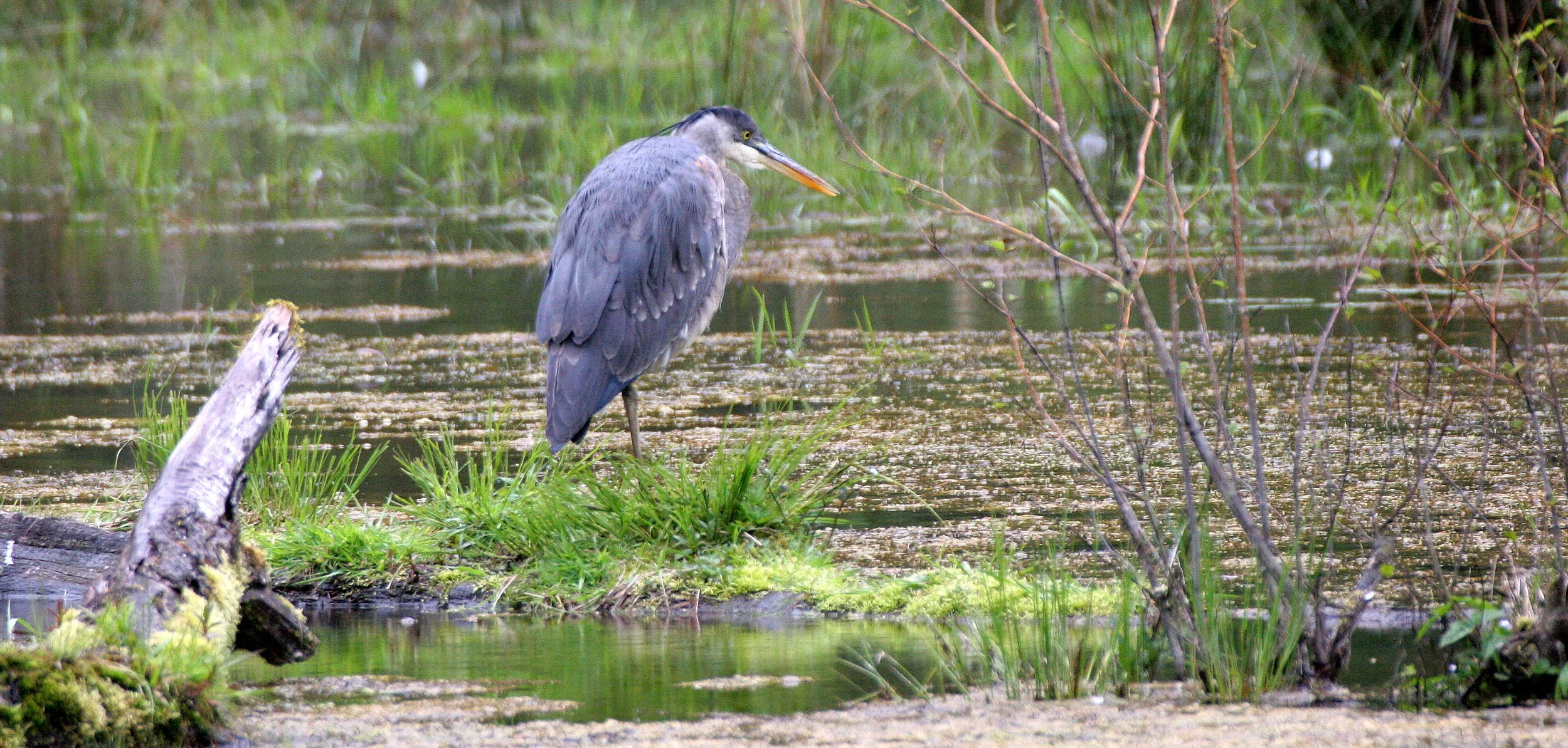 HERON - GREAT BLUE HERON- Ardea herodias - HUNTING IN HOH RIVER WETLAND WA (10).JPG