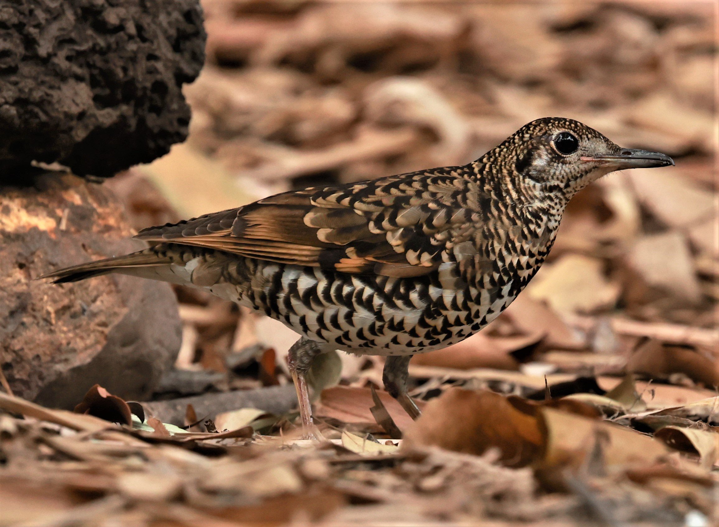 White's Thrush (Zoothera aurea) Putthamonthon Park Nakhon Pathom Thailand (4).jpg