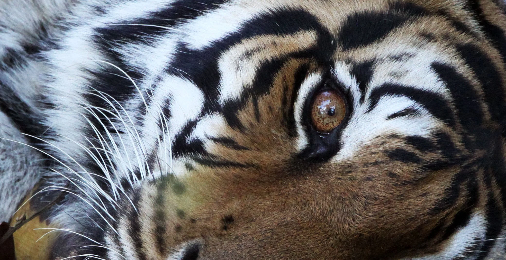 Panthera tigris tigris - BENGAL TIGER - KANHA NATIONAL PARK MADHYA PRADESH INDIA (87).JPG