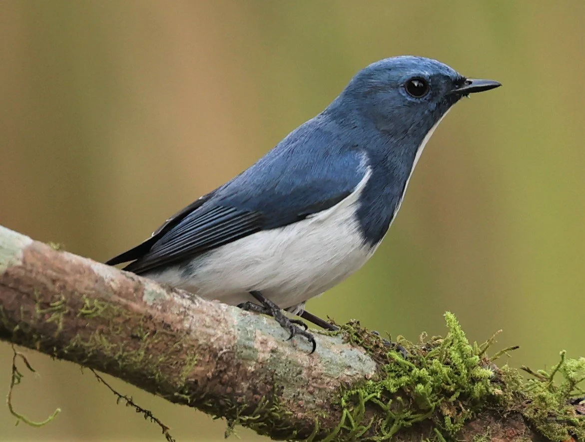 FLYCATCHER - ULTRAMARINE FLYCATCHER - Ficedula superciliaris - DOI LANG WEST, DOI PHA HOM POK NP, CHIANG MAI DEC 2021 (19).jpg