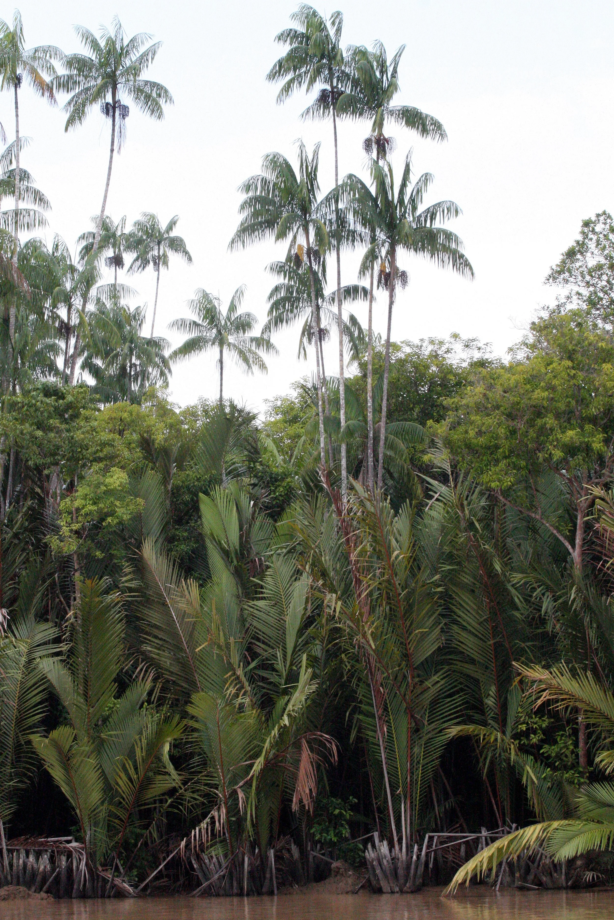 KINABATANGAN RIVER BORNEO - LI PALMS (5).JPG