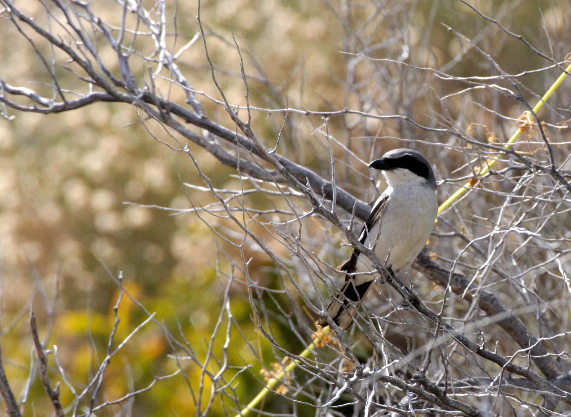 Loggerhead Shrike (Lanius ludovicianus) Isla Catalina Baja Mexico (10).JPG