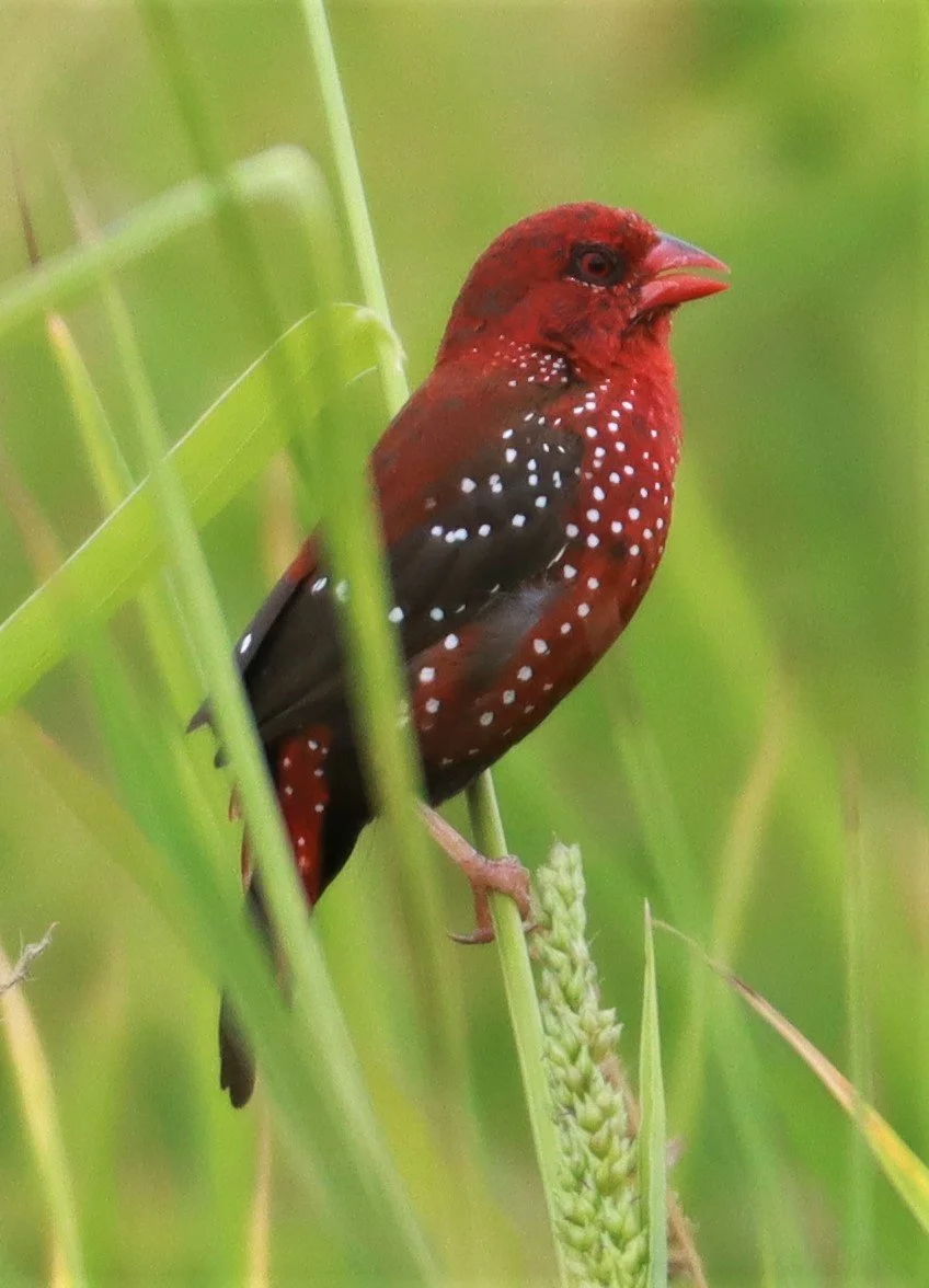 RED AVADAVAT - Amandava amandava - LAD KRABANG  THAP YAO RICE FIELDS AUGUST 14 2021 (97).jpg