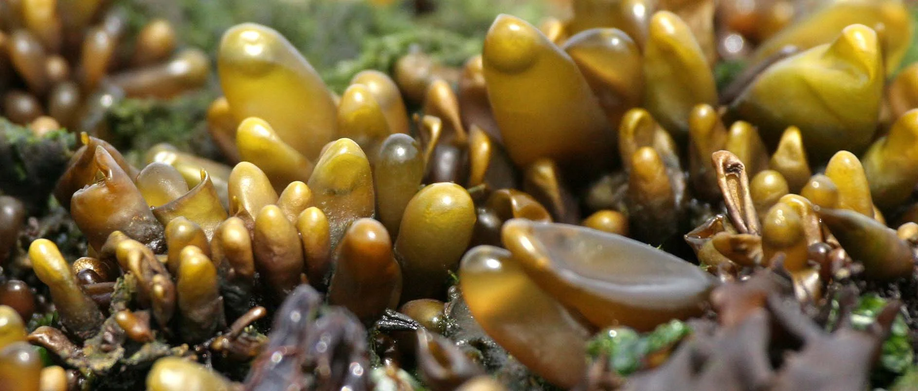 Sea Sac (Haloscaccion glandiforme)