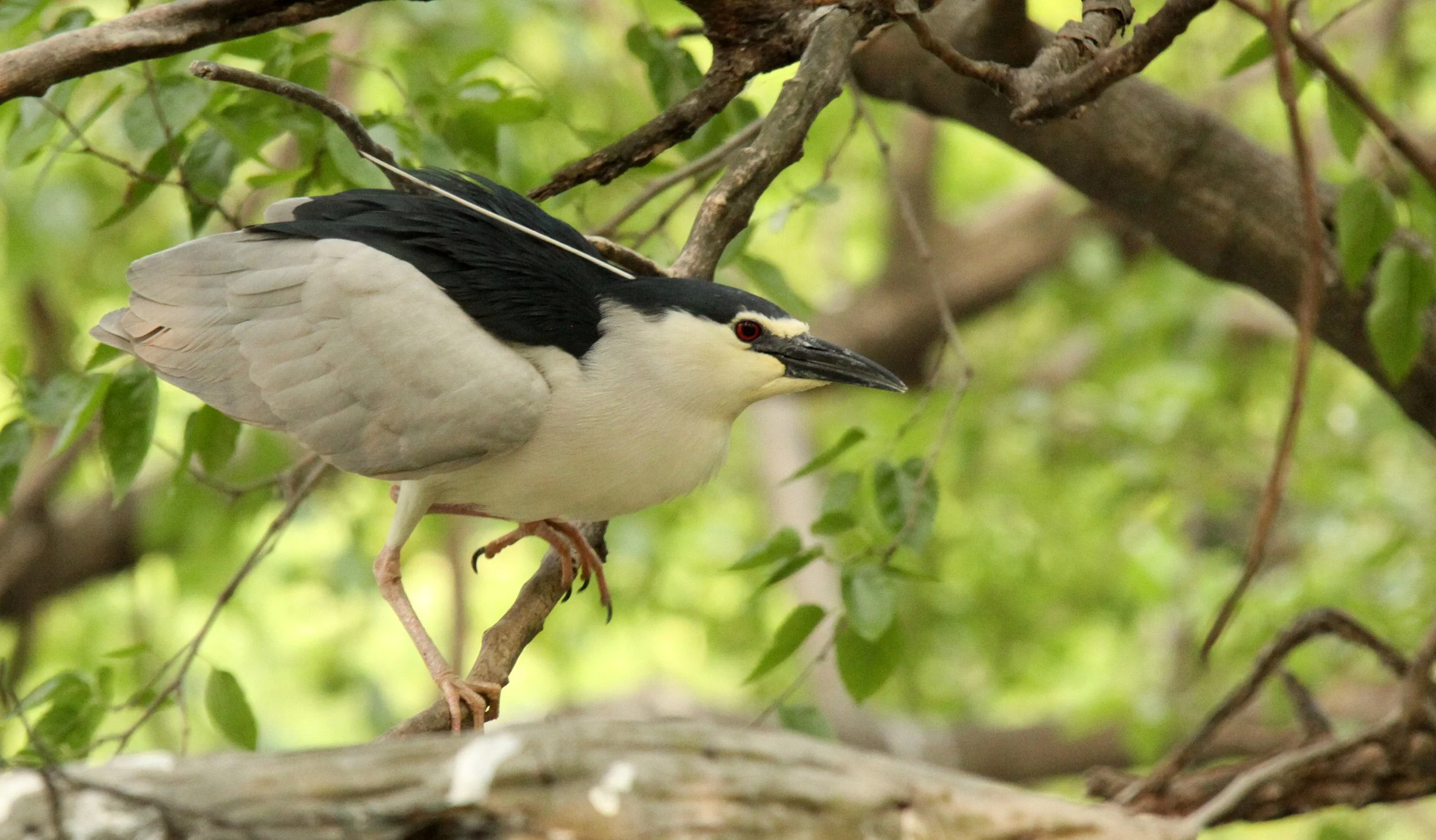 HERON - BLACK-CROWNED NIGHT HERON - Nycticorax nycticorax - SHANGHAI ZOO WILD NOT CAPTIVE (5).JPG