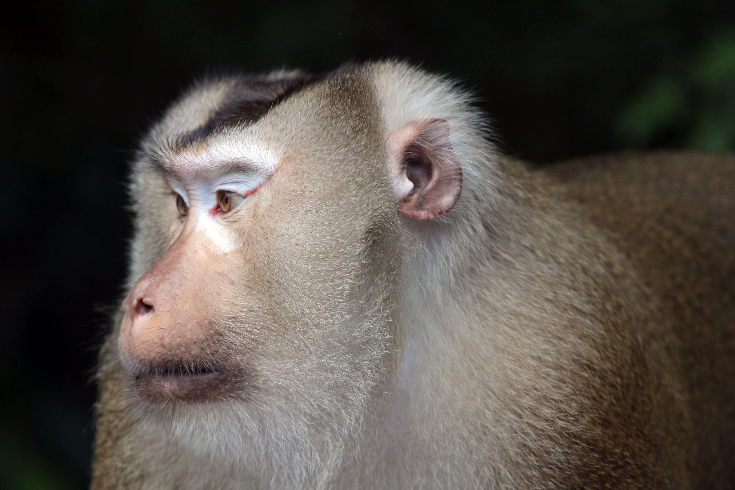 CERCOPITHECIDAE - Macaca leonina - NORTHERN PIG-TAILED MACAQUE - KHAO YAI NATIONAL PARK THAILAND (28).JPG