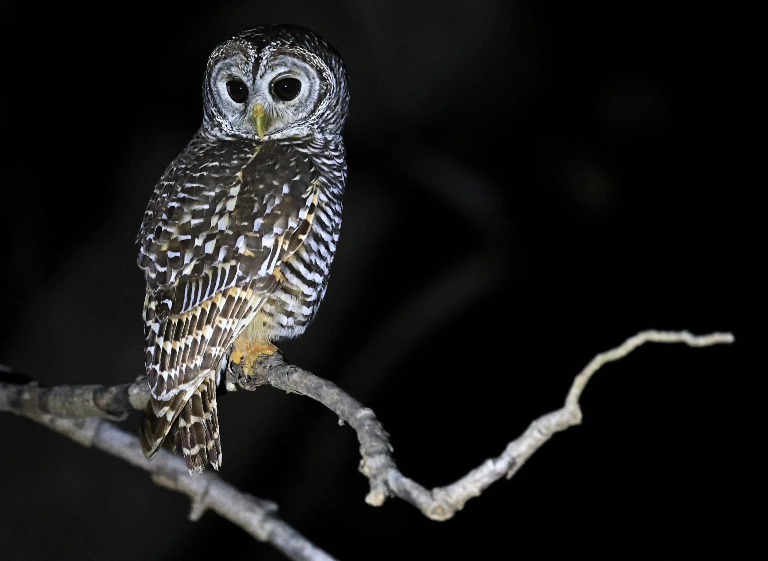 Chaco Owl (Strix chacoensis) Reserva Nueland  Selva Serena (26).jpg