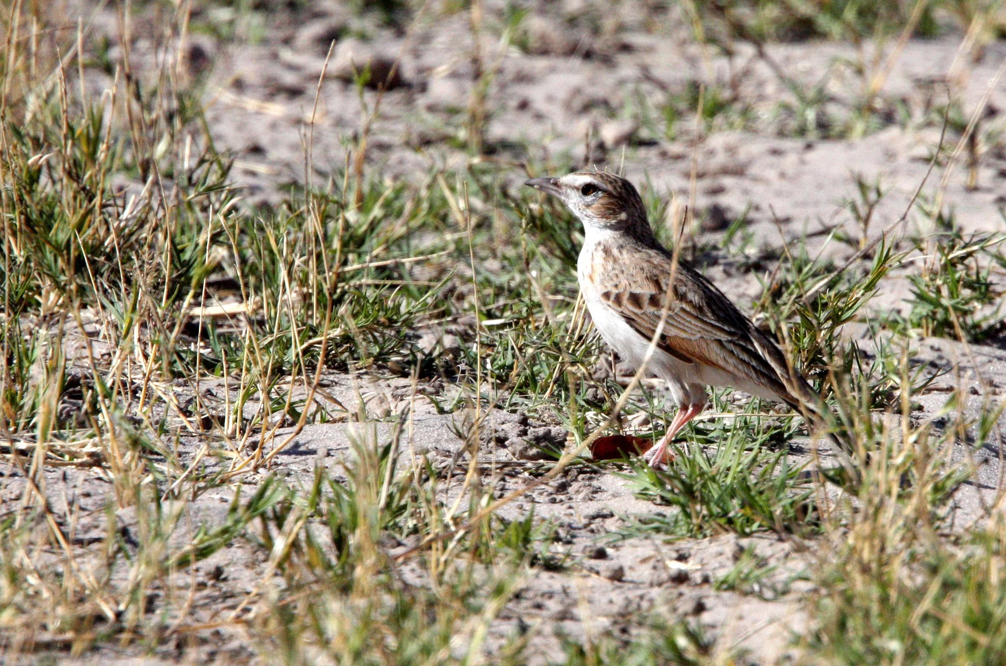 African Grassveld Pipit (Anthus cinnamomeus) CHOBE NATIONAL PARK BOTSWANA (3).JPG