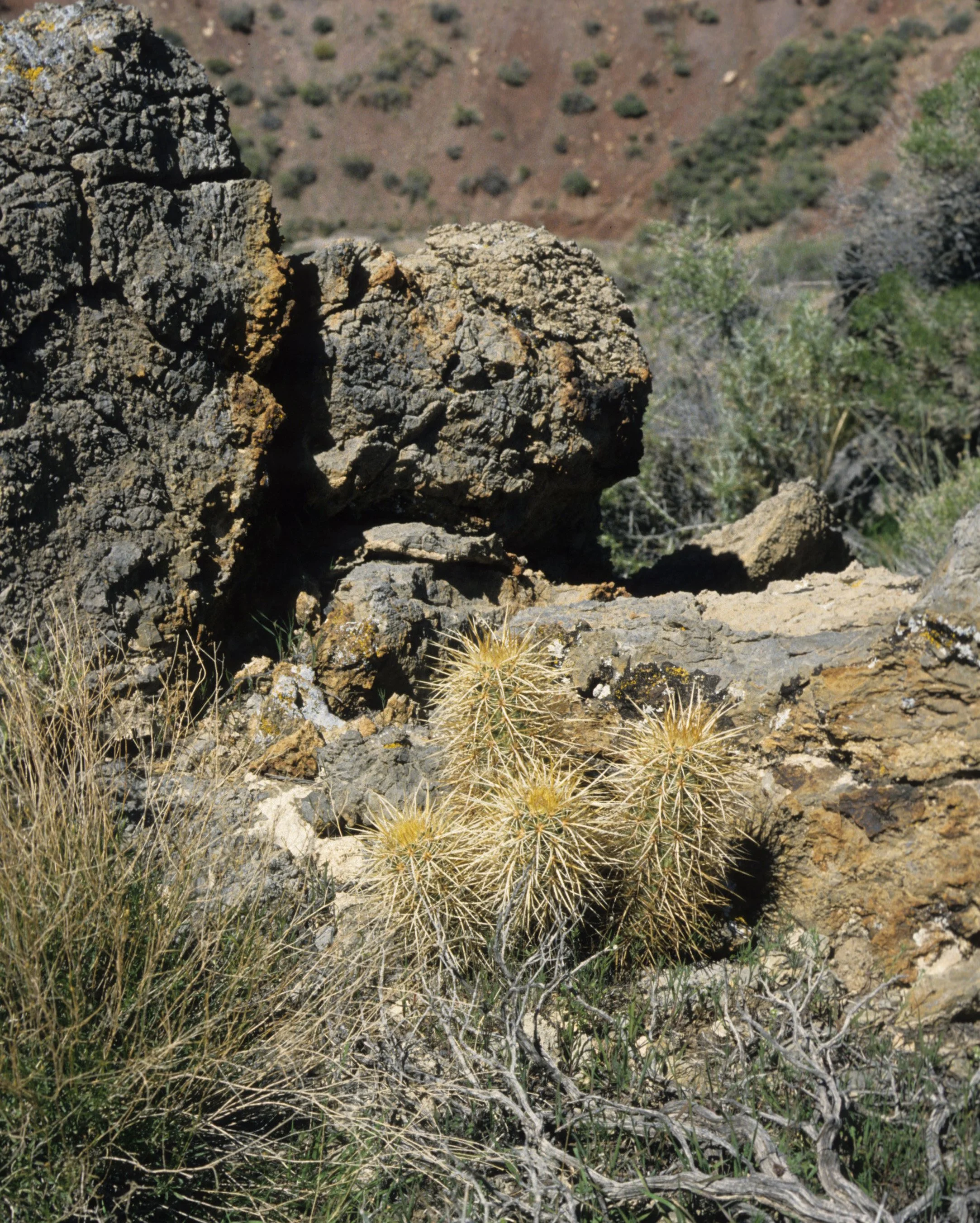 DEATH VALLEY - ECHINOCEREUS ENGELMANNII - ENGALMANS CHOLLA A.jpg