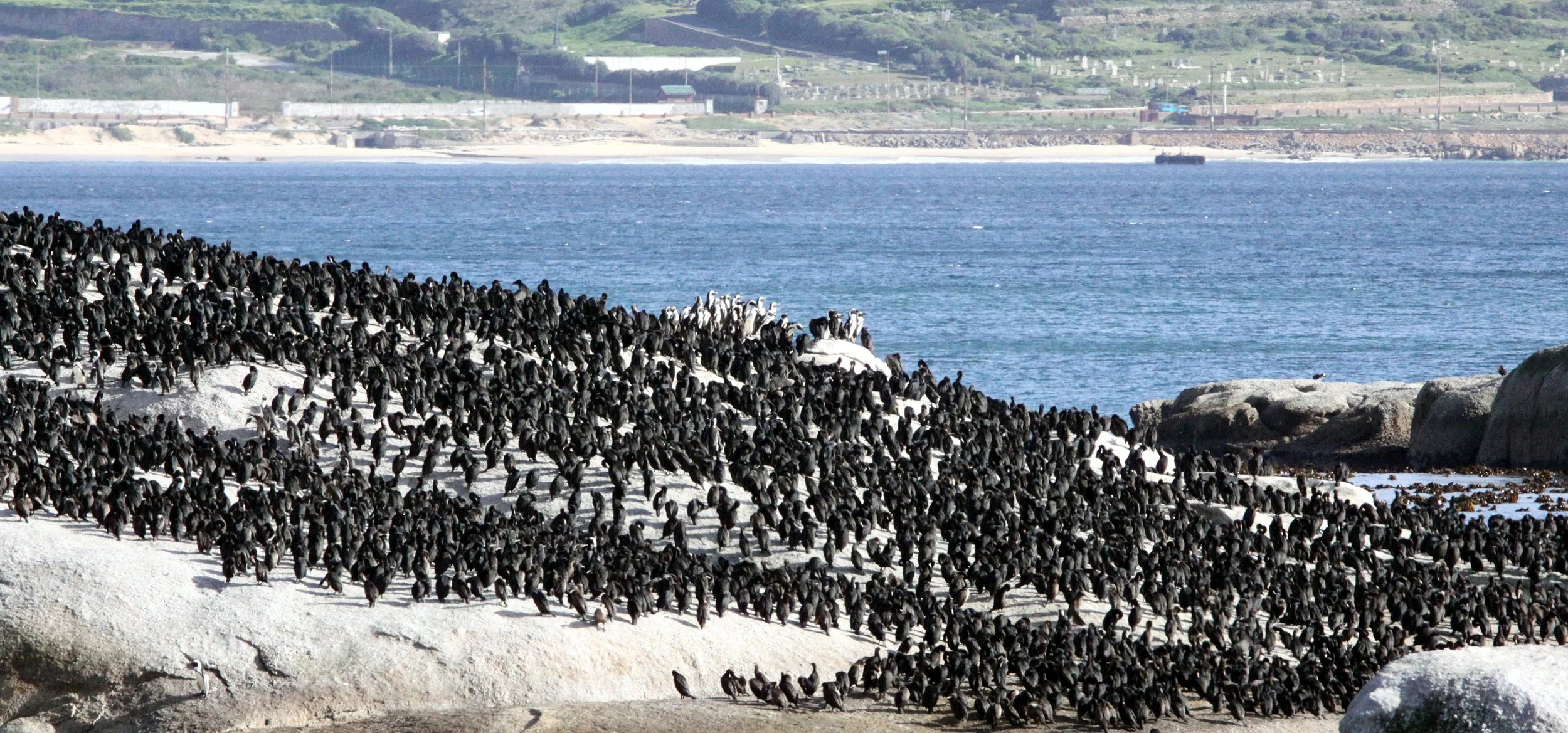 Phalacrocorax capensis - Cape Cormorant - Table Mountain NP, Simons Town Rookery - With Jackass Penguins (4).JPG