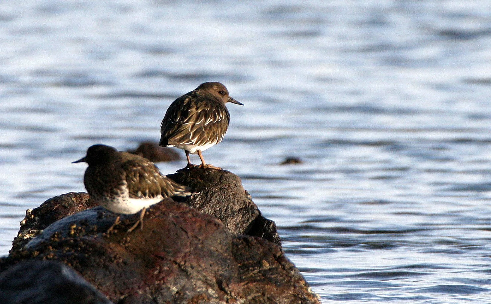 BIRD - TURNSTONE - BLACK TURNSTONE - PA HARBOR (36).jpg