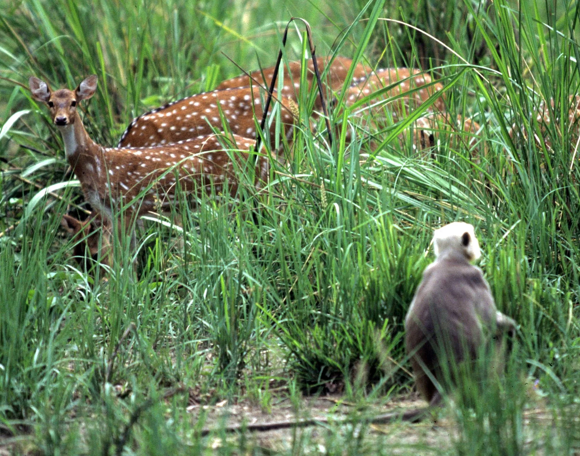 CERVID - DEER - SIKA DEER - INDIAN SUBSPECIES - CHITWAN NP NEPAL A.jpg