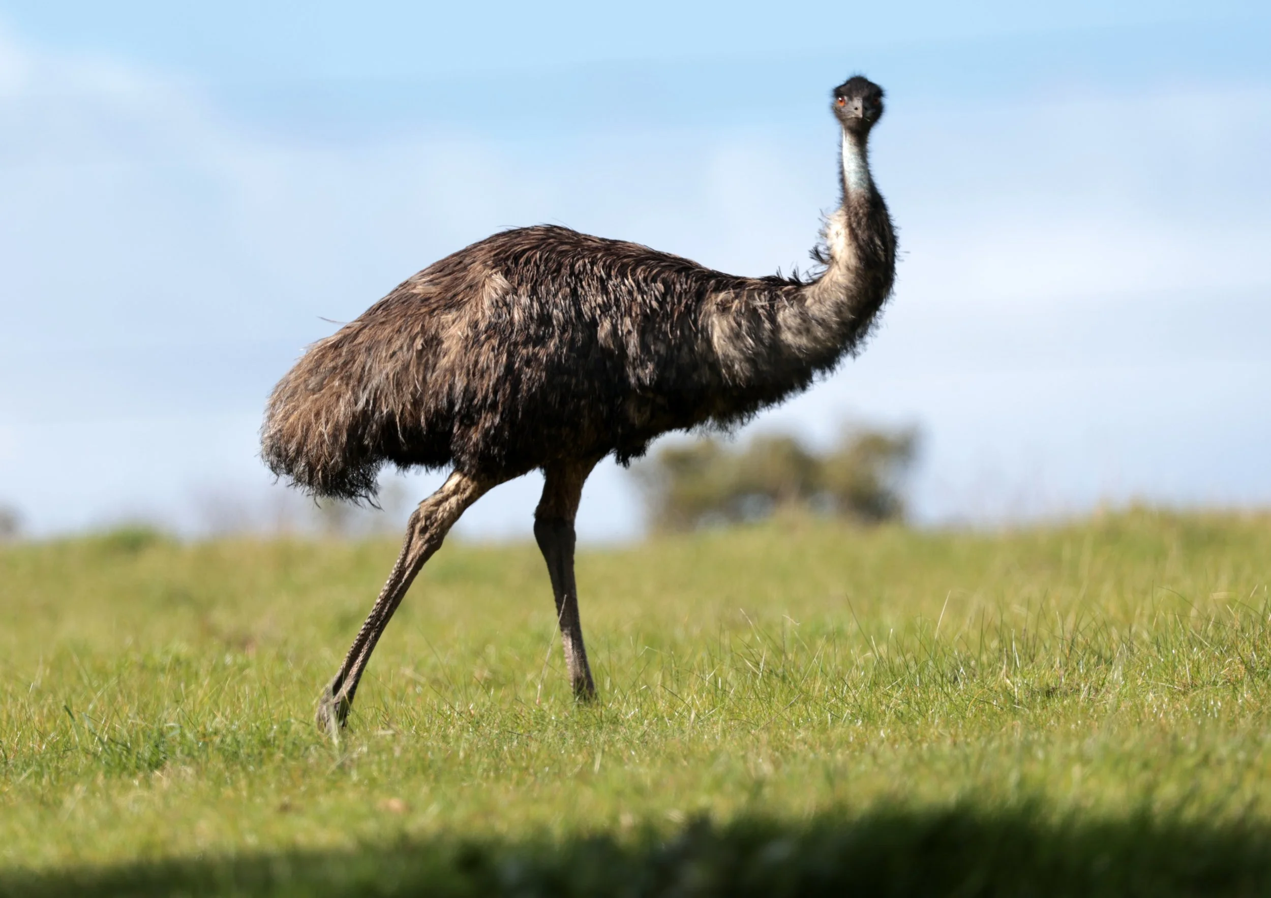 Emu (Dromaius novaehollandiae) Mt Frankland NP - Western Australia (49).jpg