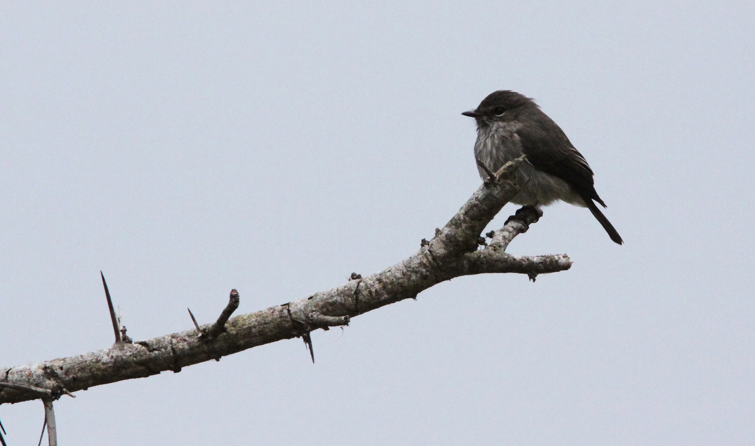 African Dusky Flycatcher (Muscicapa adusta)  SAINT LUCIA NATURE RESERVES SOUTH AFRICA (8).JPG
