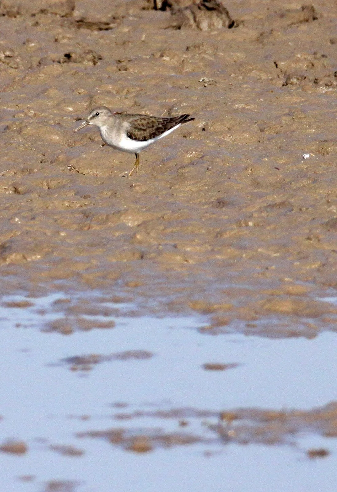 BIRD - SANDPIPER - WOOD SANDPIPER - LITTLE RANN OF KUTCH GUJARAT INDIA (1).JPG