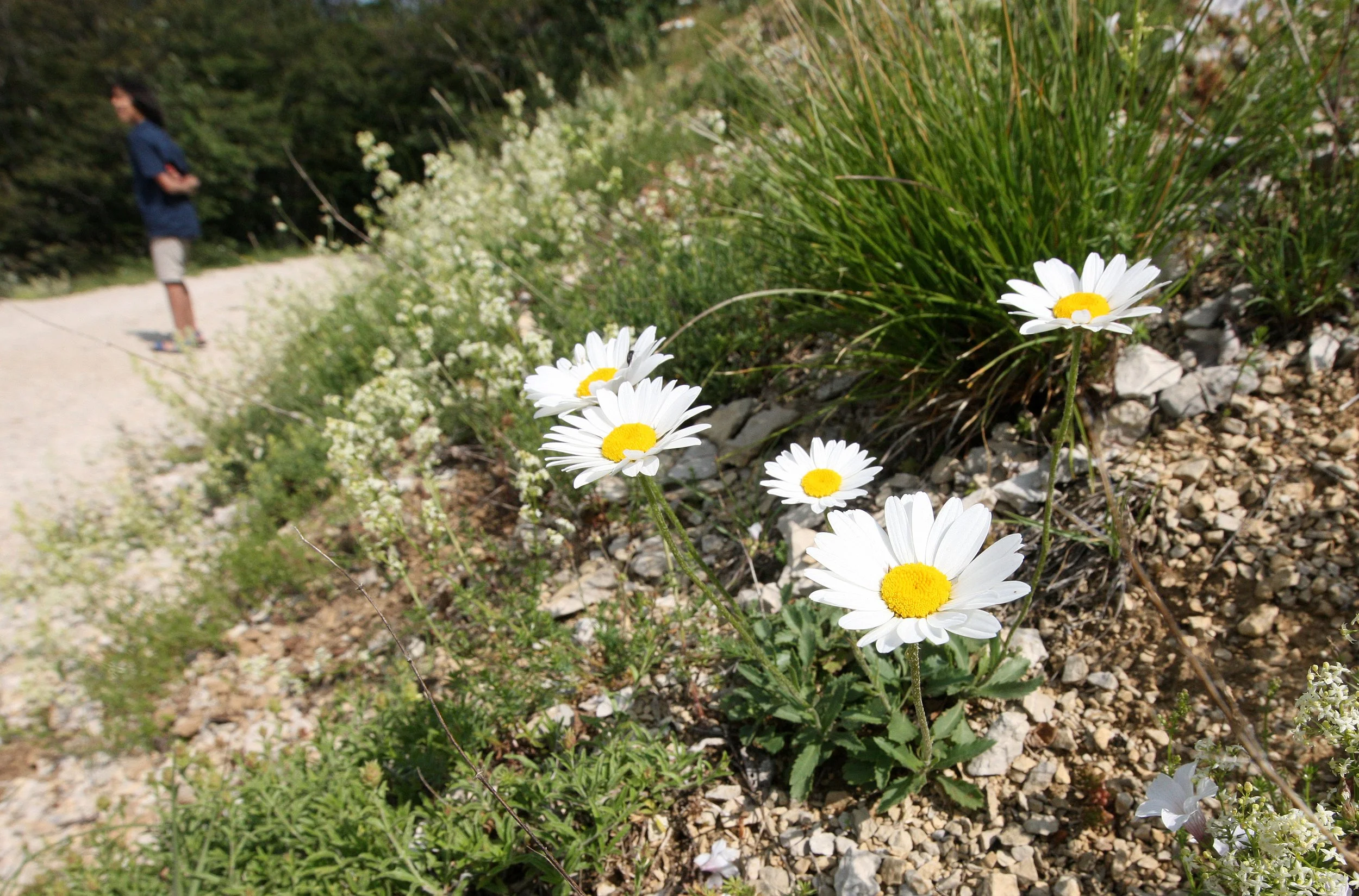 VERCORS NATIONAL PARK FRANCE (106).JPG