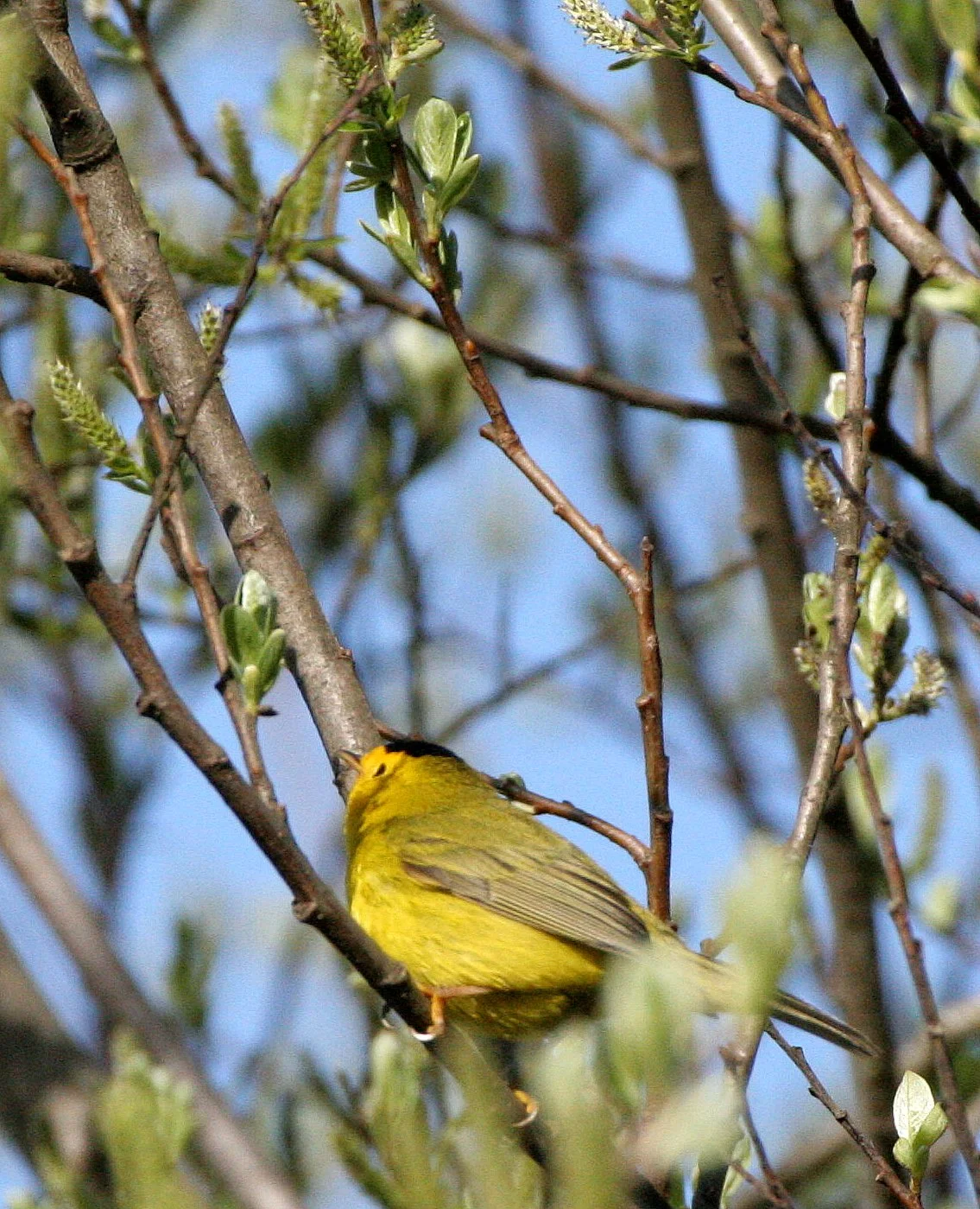 BIRD - WARBLER - WILSON'S WARBLER - WILSONIA PUSILLA - LAKE FARM WOODS WA.JPG