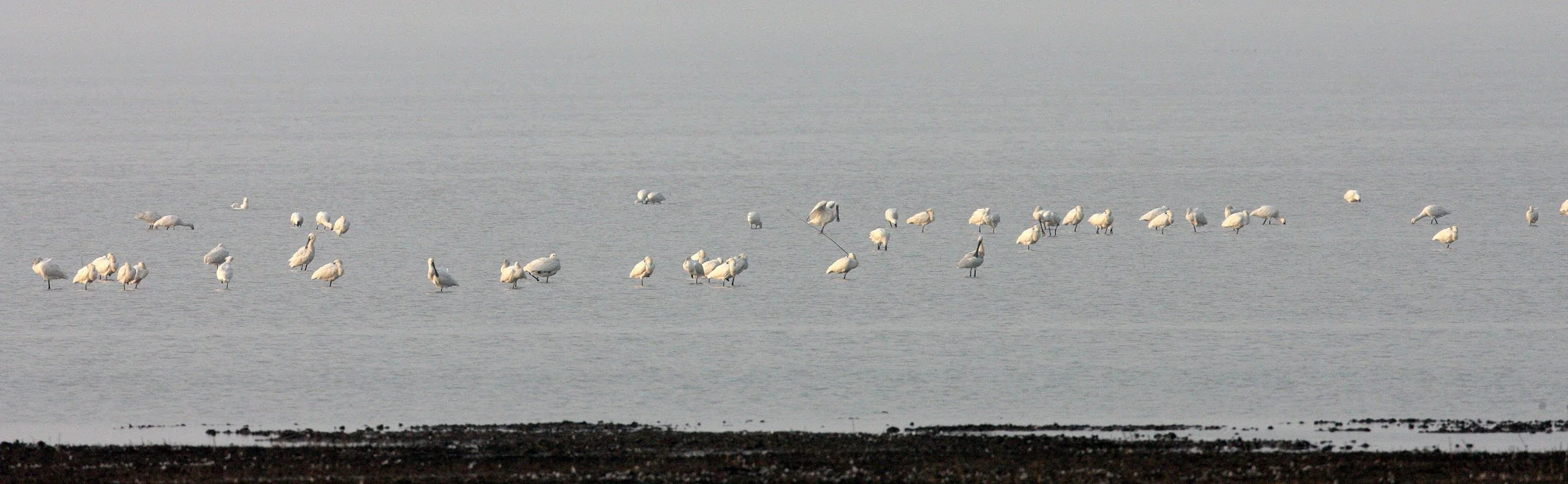 SPOONBILL - EURASIAN SPOONBILL - Platalea leucorodia - NANJI HILL RESERVE POYANG LAKE, JIANGXI PROVINCE, CHINA (37).JPG