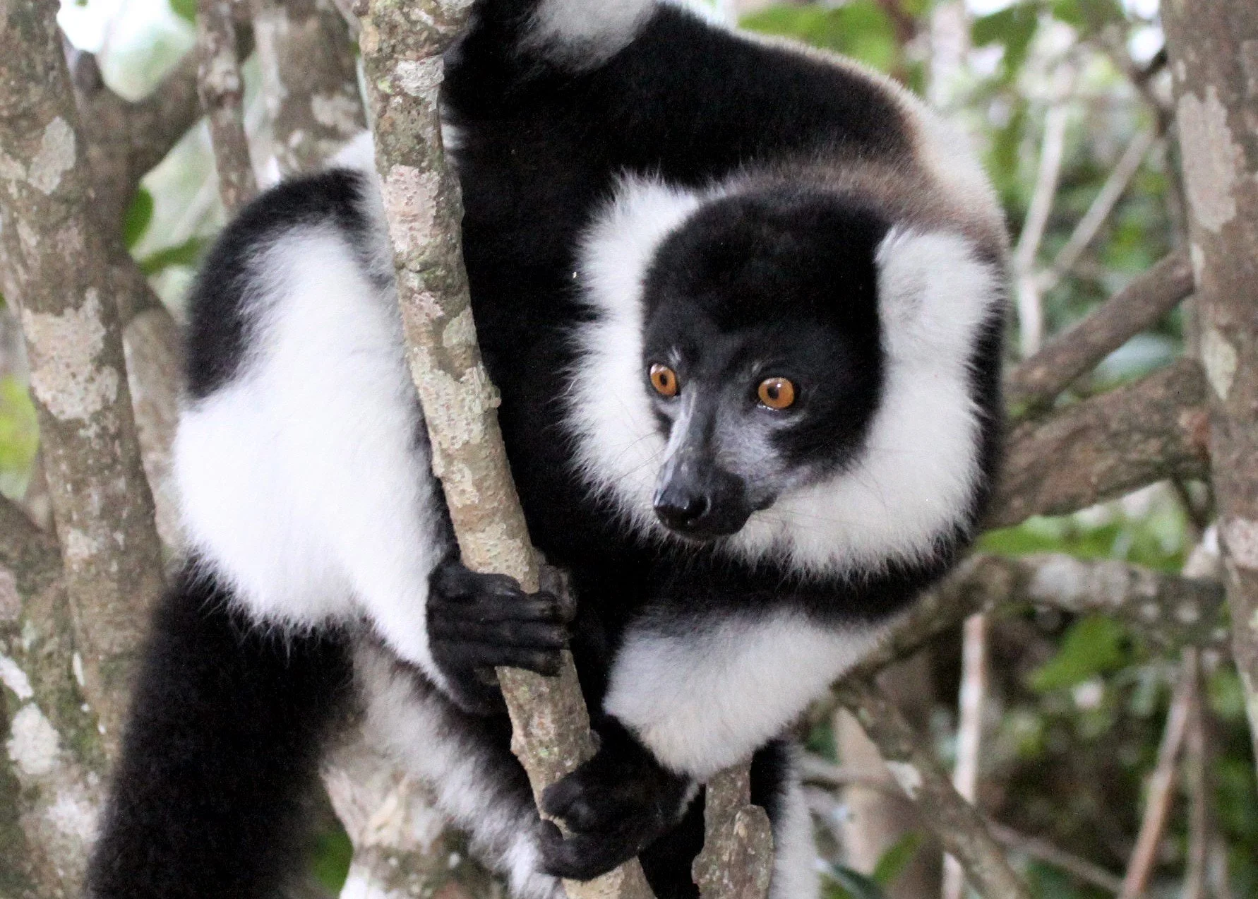LEMURIDAE - Varacea variegata - BLACK AND WHITE RUFFED LEMUR - ANDISABE NATIONAL PARK MADAGASCAR aa1.jpg