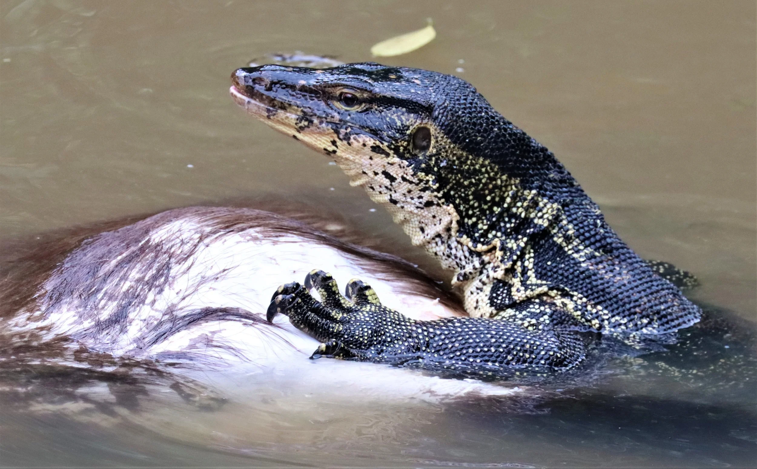 Southeast Asian Water Monitor (Varanus salvator macromaculatus)