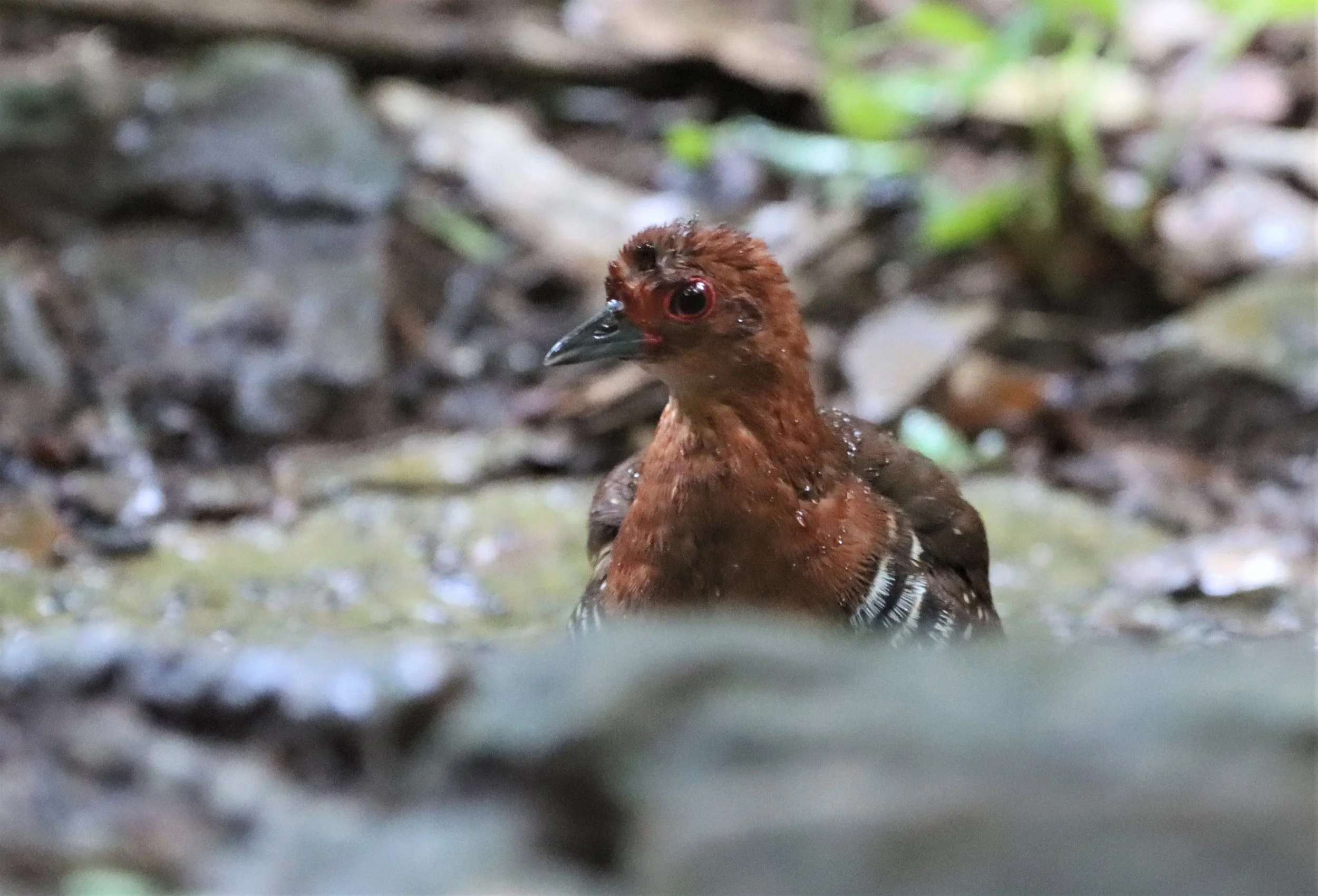 Red-legged Crake (Rallina fasciata) Neung Hide nr Kaeng Krachan NP Thailand (37).jpg