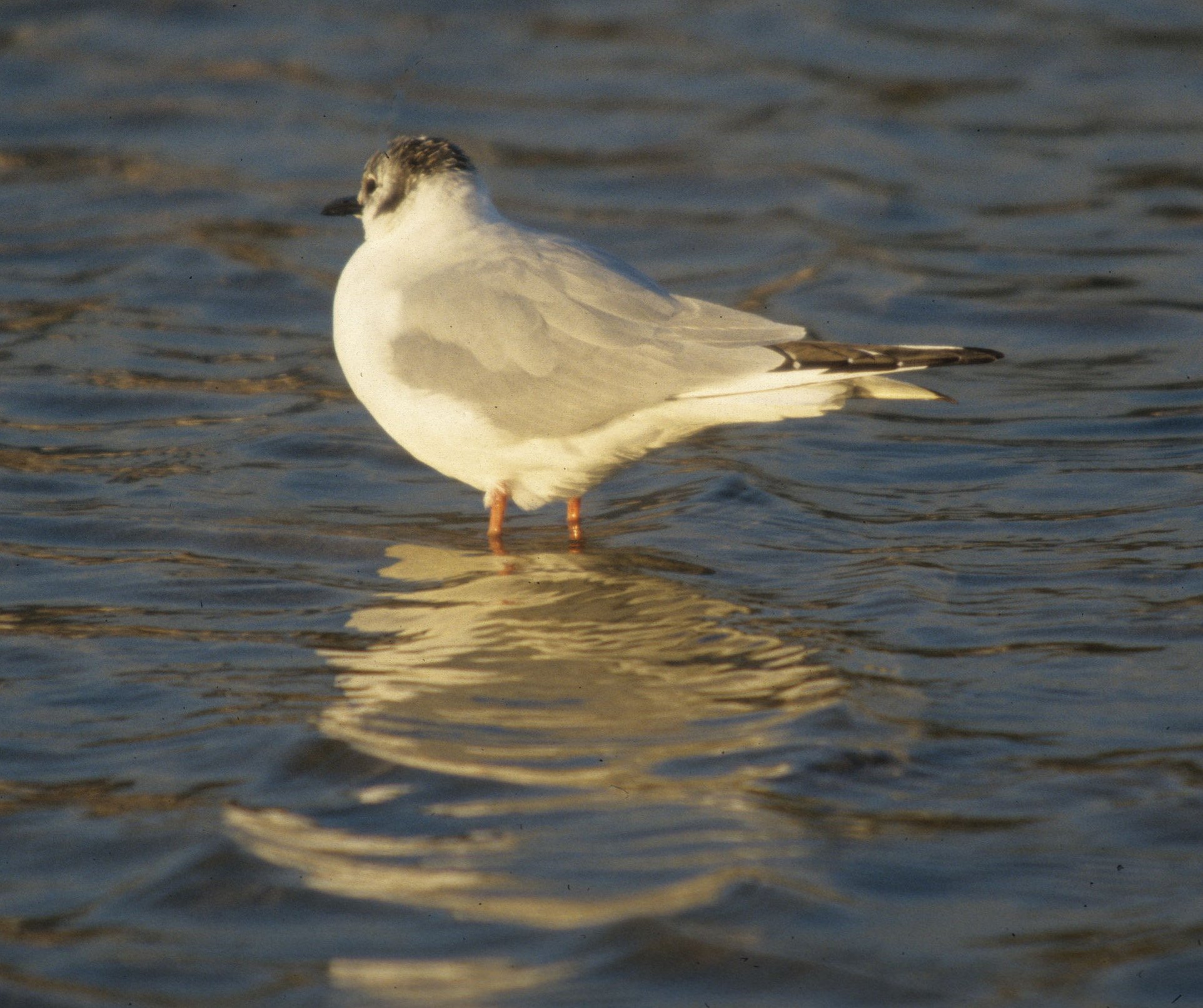 BIRD - GULL - BONAPARTES - BODEGA BAY.jpg