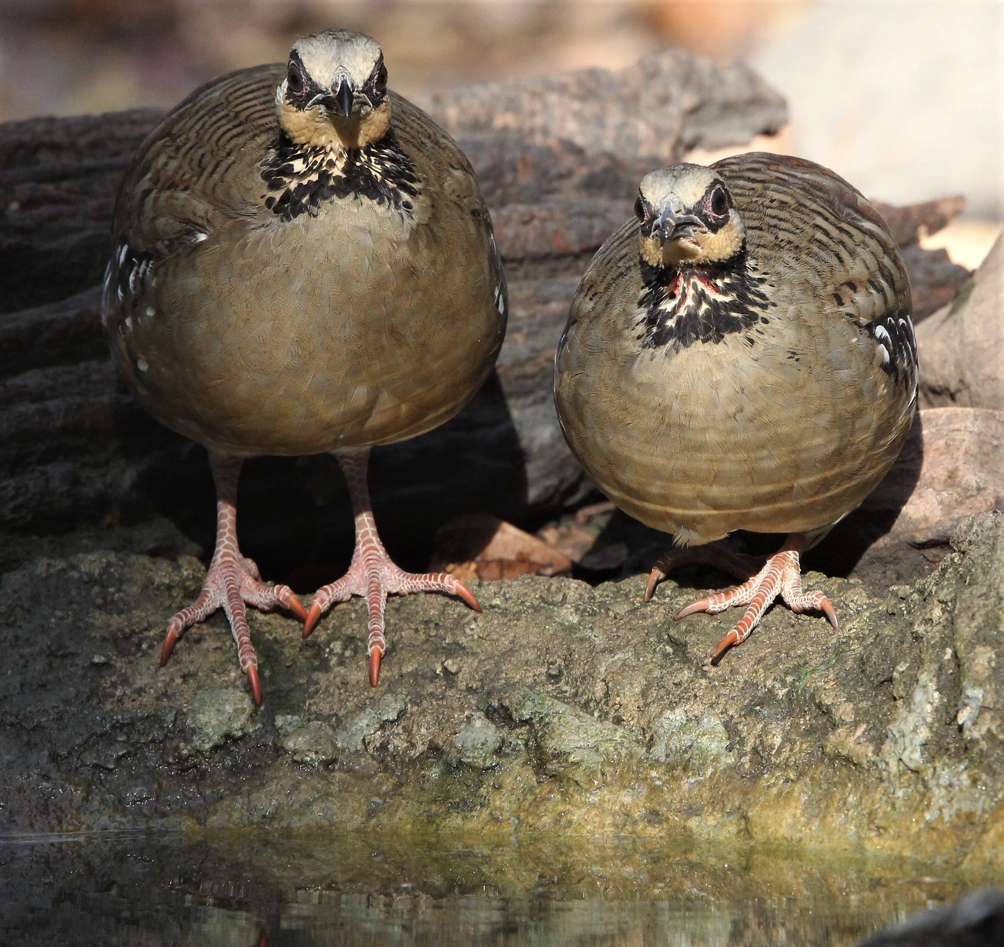 PARTRIDGE - BAR-BACKED PARTRIDGE - Arborophila brunneopectus - LUNG SIN HIDE, KAENG KRACHAN R (33).jpg