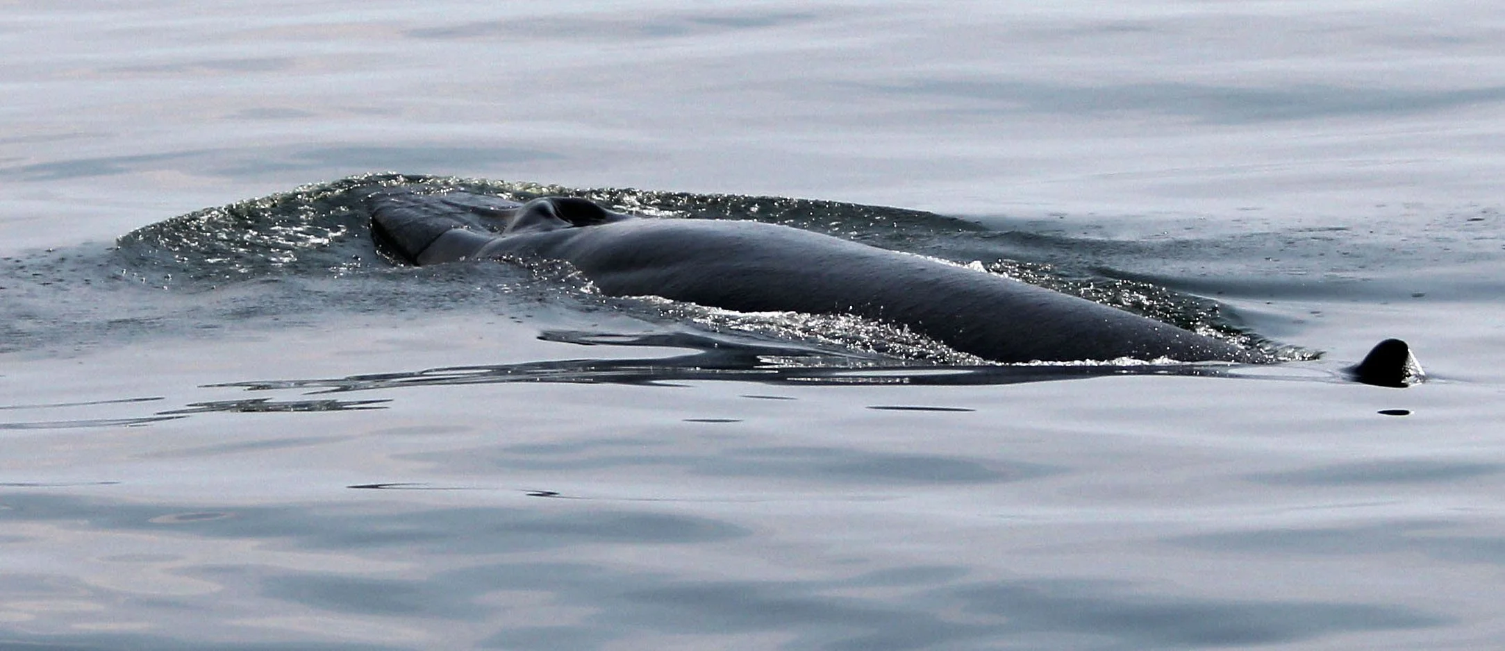 Balaenoptera brydei edeni - EDEN'S (BRYDE'S) WHALE - BAN TABOON PETCHABURI THAILAND (8).JPG