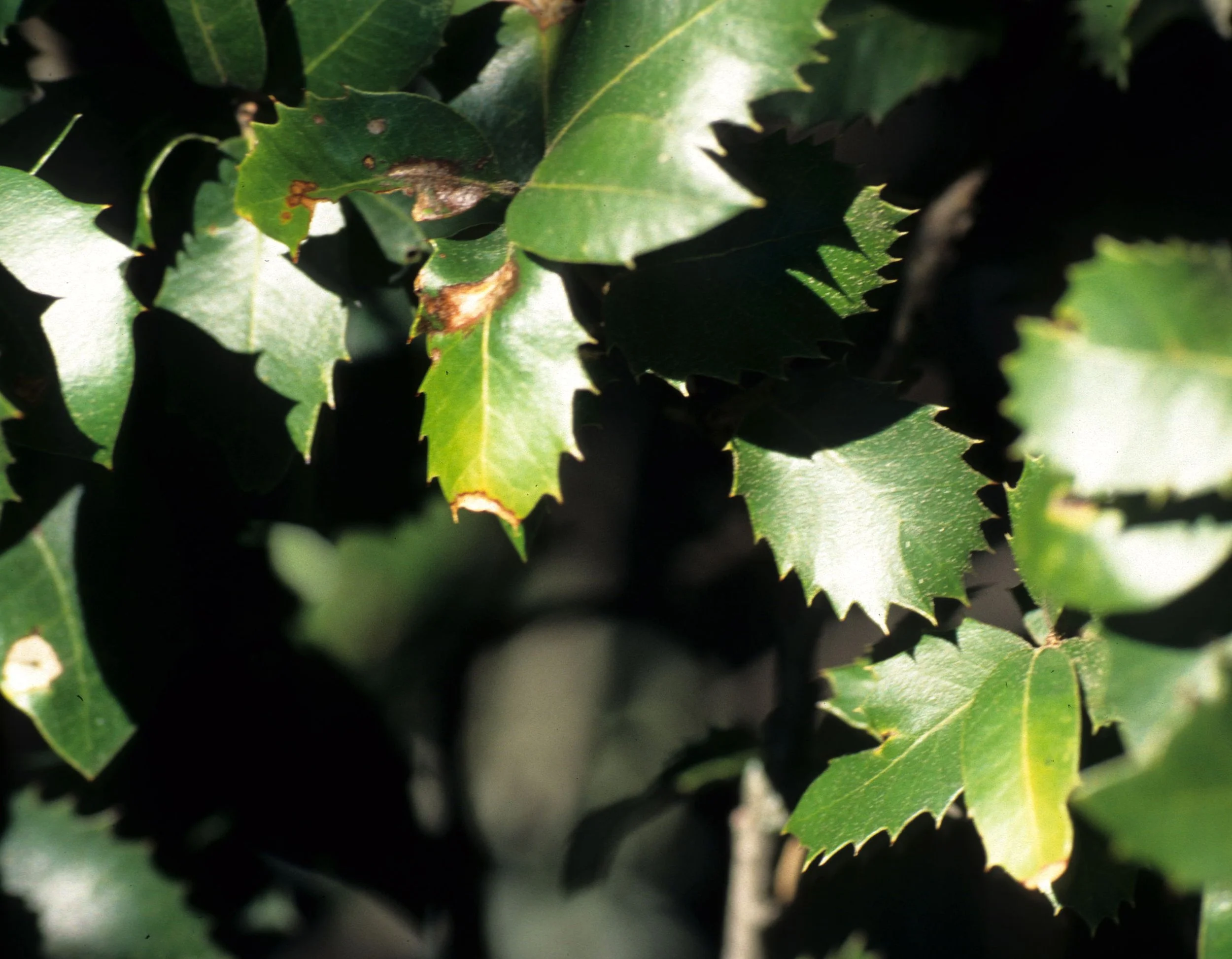 CALIFORNIA - MOUNT DIABLO - QUERCUS SPECIES.jpg