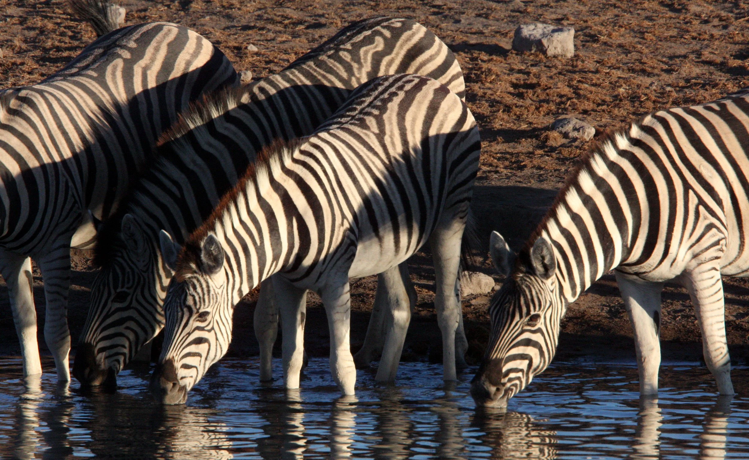 Equus quagga burchellii - BURCHELL'S (DAMARALAND) - BURCHELL'S ZEBRA - ETOSHA NATIONAL PARK NAMIBIA (79).JPG