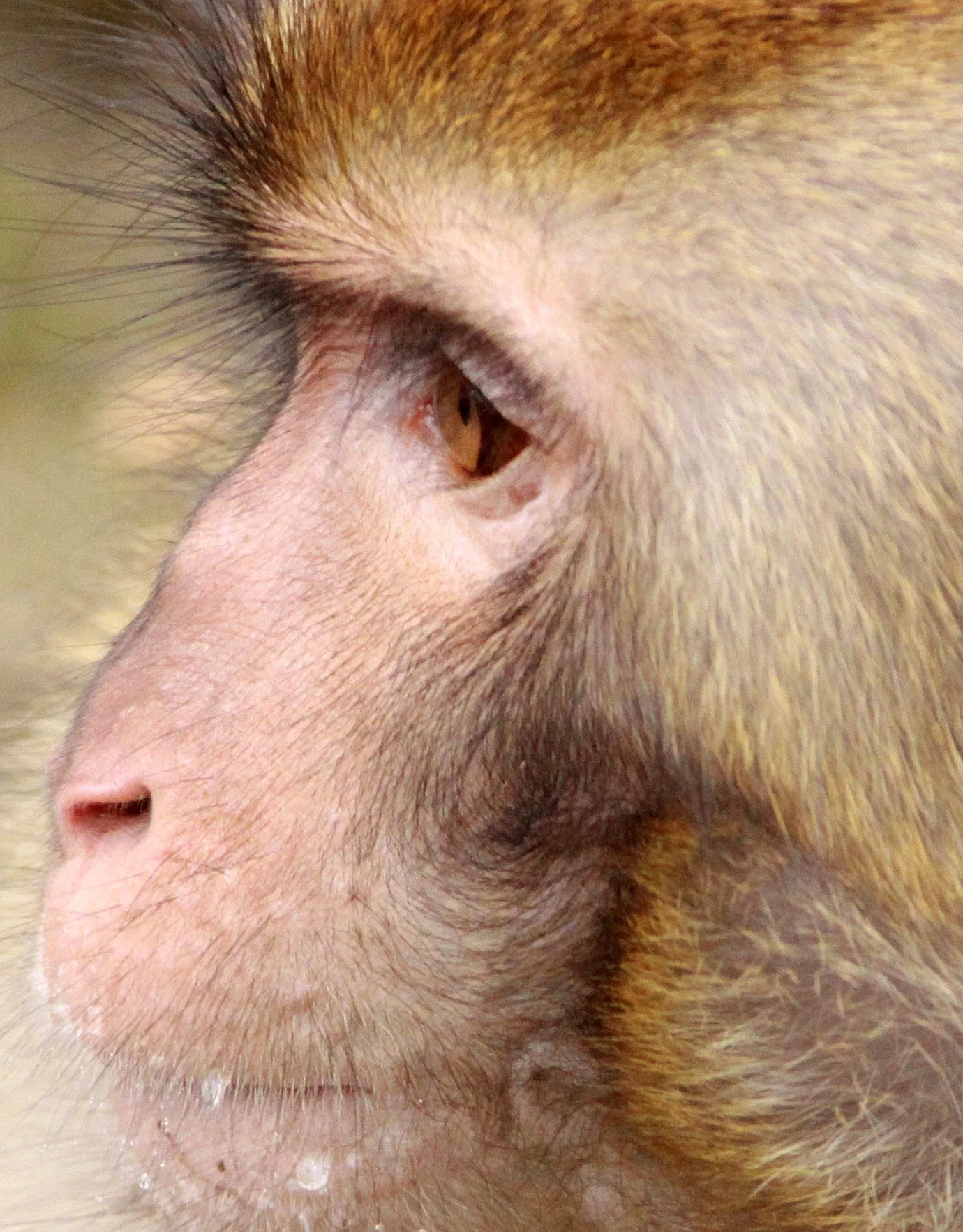 CERCOPITHECIDAE - Macaca mulatta littoralis - SOUTH CHINESE RHESUS MACAQUE - CHINESE ALLIGATOR BREEDING CENTER - XUANCHENG (23).JPG