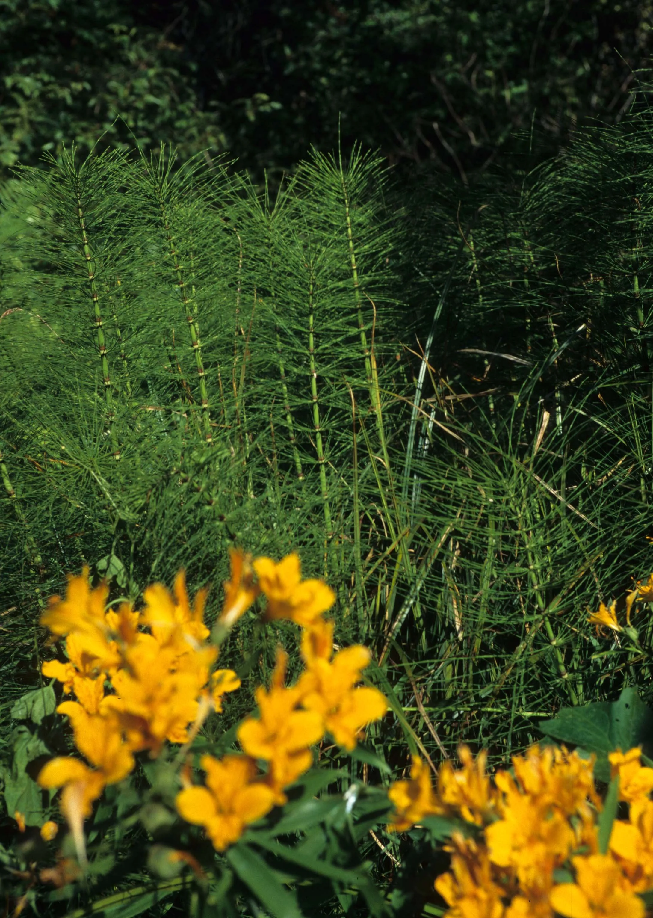 CALIFORNIA - REDWOODS NP - EQUISETUM SPECIES WITH LILIES.jpg