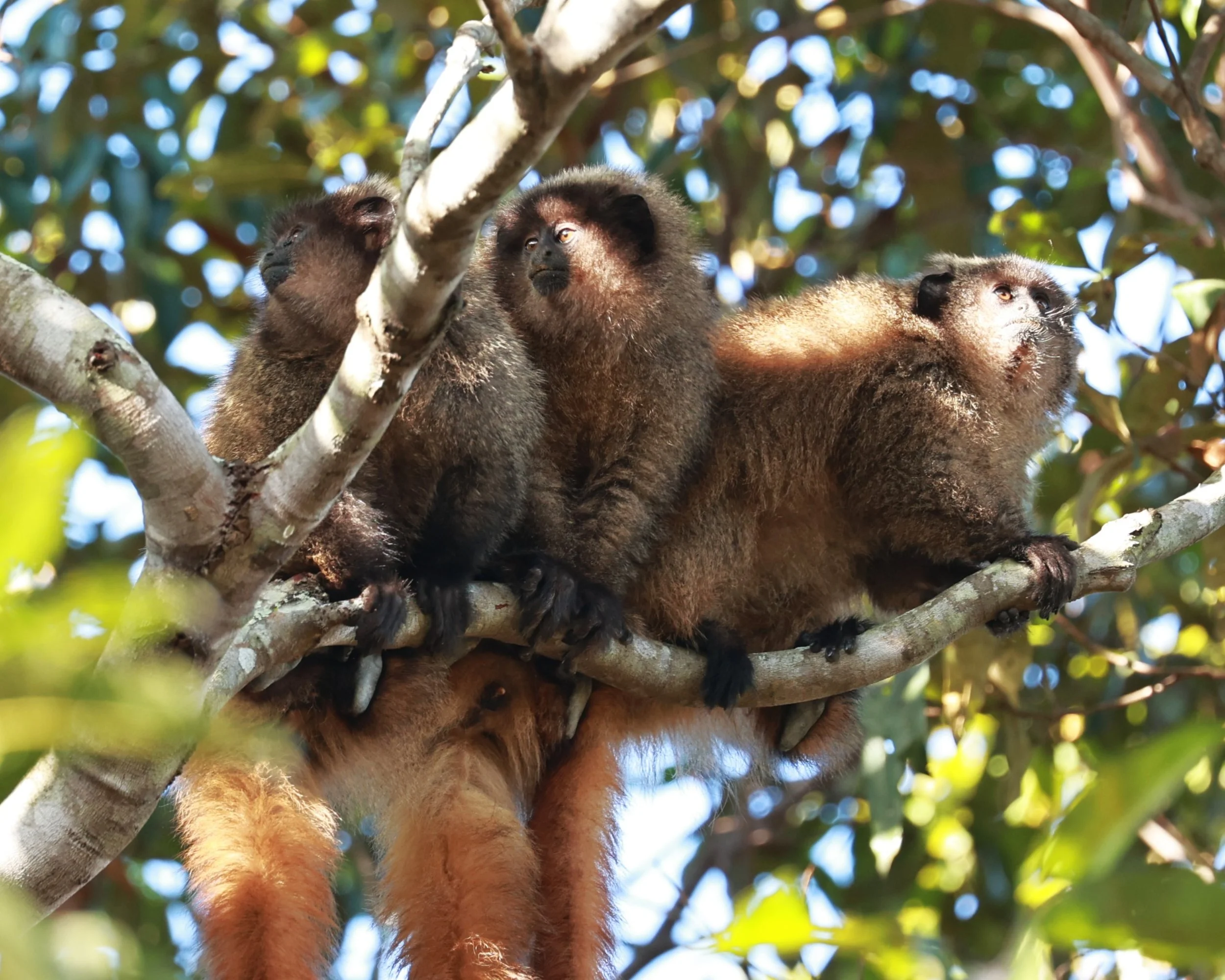 Pitheciidae - Callicebus nigrifrons - Black-fronted Titi - Rio Doce State Park, Minas Gerais, Brazil (17).JPG
