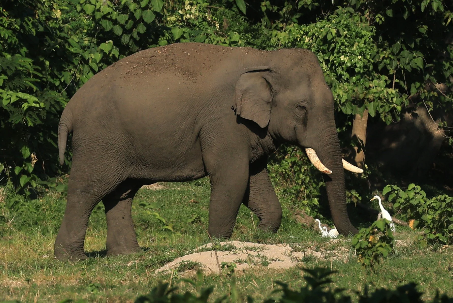 Asian Elephants (Elephas maximus indicus) 