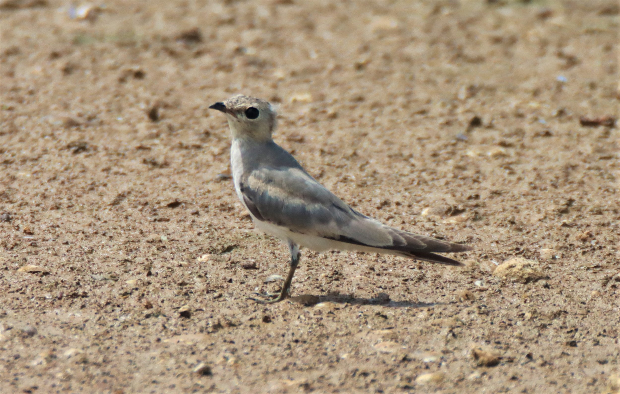 PRATINCOLE - SMALL PRATINCOLE - Glareola lactea - BUENG BORAPHET NAKHON SAWAN AUGUST 2021 (10).jpg