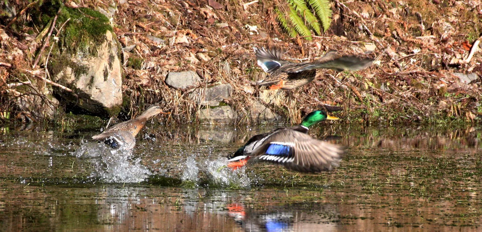 DUCK - MALLARD - Anas platyrhynchos - HOH RAINFOREST OLYMPIC PENINSULA WASHINGTON (7).JPG