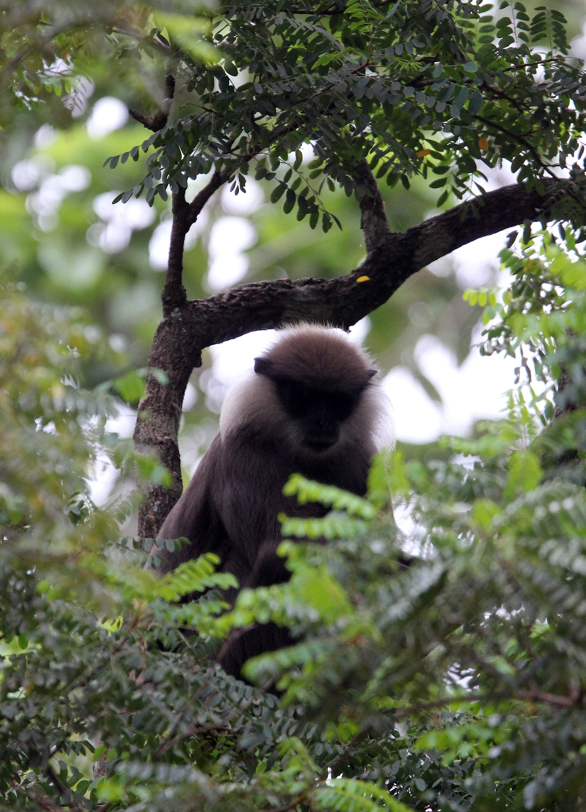 CERCOPITHECIDAE - Semnopithecus vetulus philbricki - DRY ZONE PURPLE-FACED LEAF MONKEY - SRIGIRIYA FOREST SRI LANKA (30).JPG