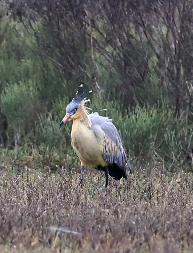 Whistling Heron (Syrigma sibilatrix) El Palmar National Park, Entre Rios, Argentina (11).jpg