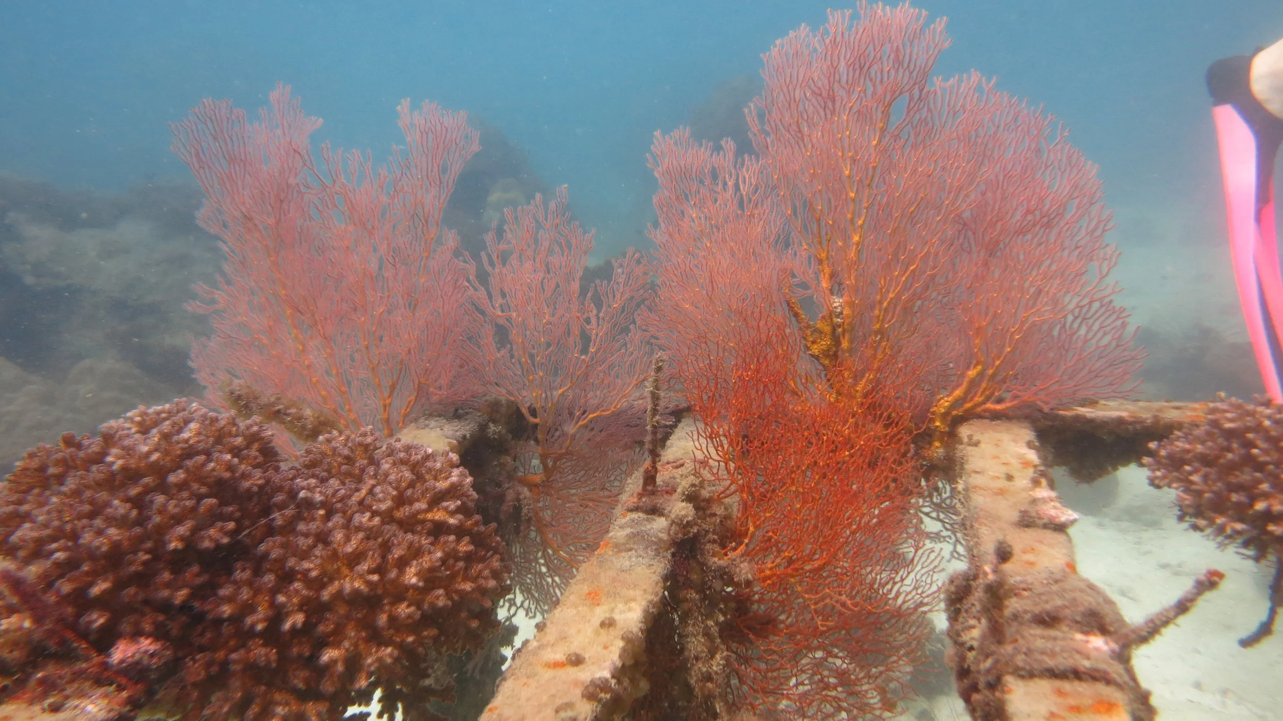 2016 BPS Satthahip Dive Trip with Marine Conservation Club (53).JPG
