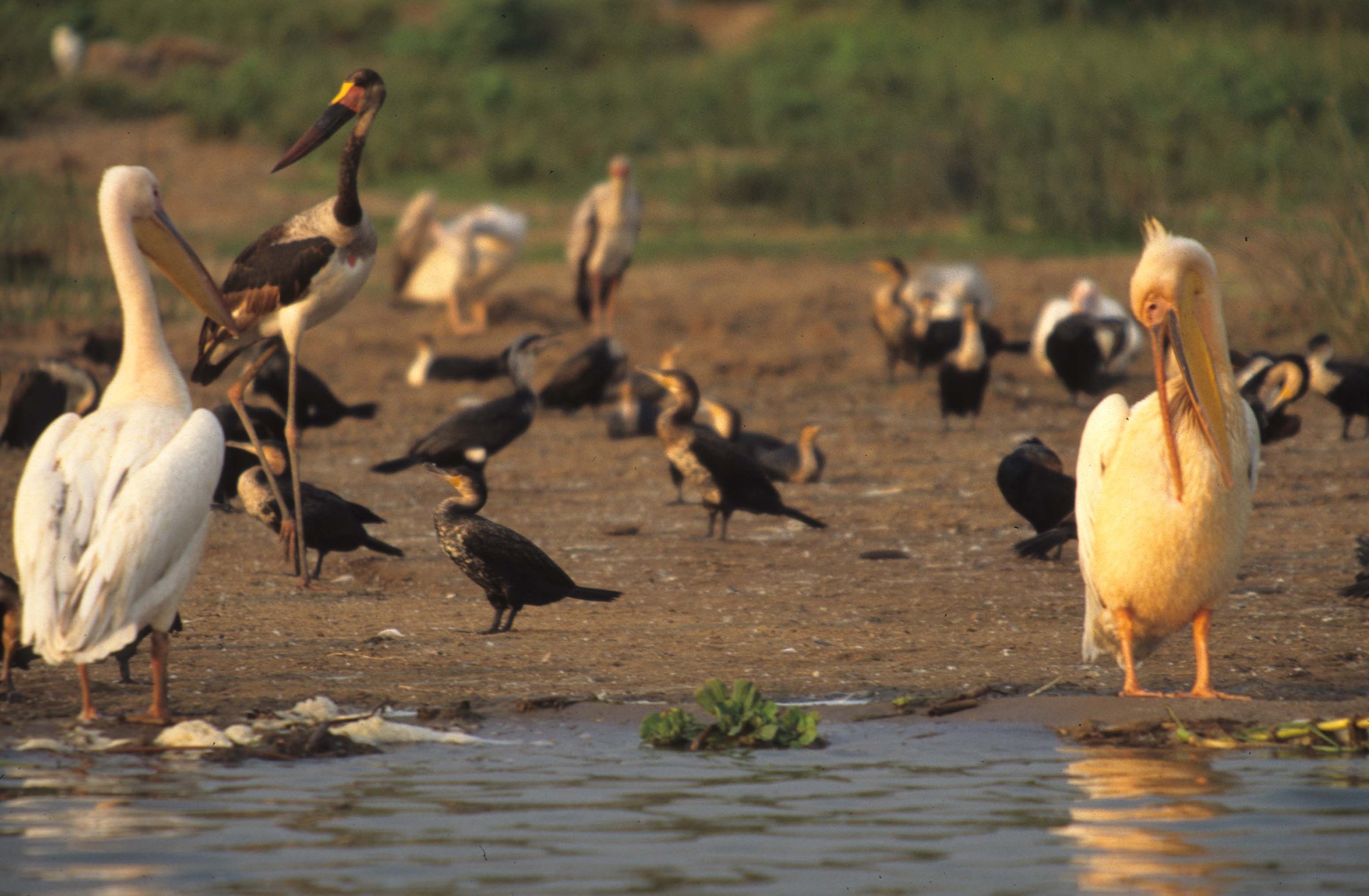 Pelecanus onocrotalus - GREAT AFRICAN WHITE PELICAN - UGANDA QE PARK (1).jpg