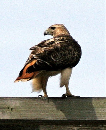 Buteo jamaicensis - RED-TAILED HAWK - WHEATON ILLINOIS aa1.jpg