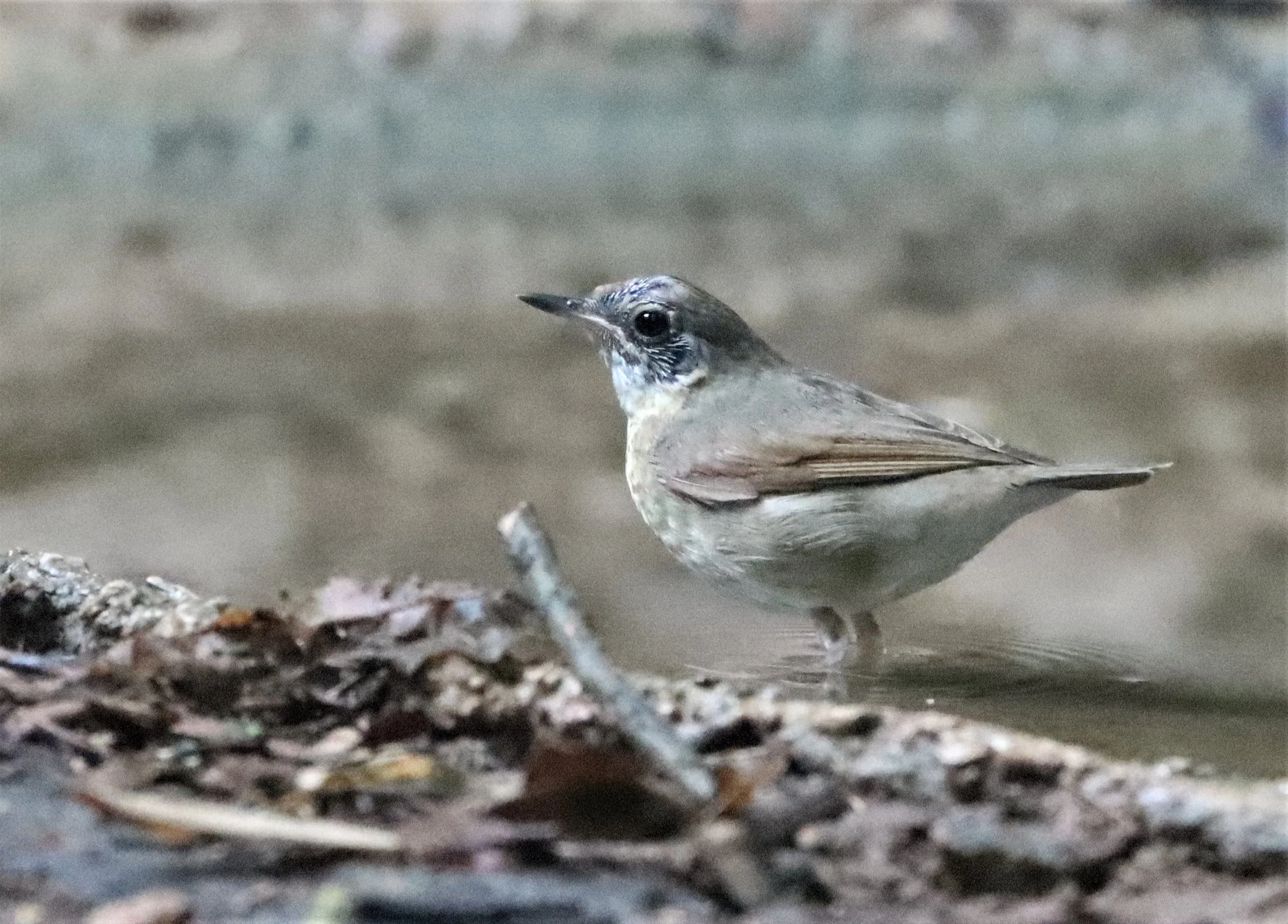 ROBIN - SIBERIAN BLUE ROBIN - Luscinia cyane - NEUNG HIDE, KAENG KRACHAN AREA (10).jpg