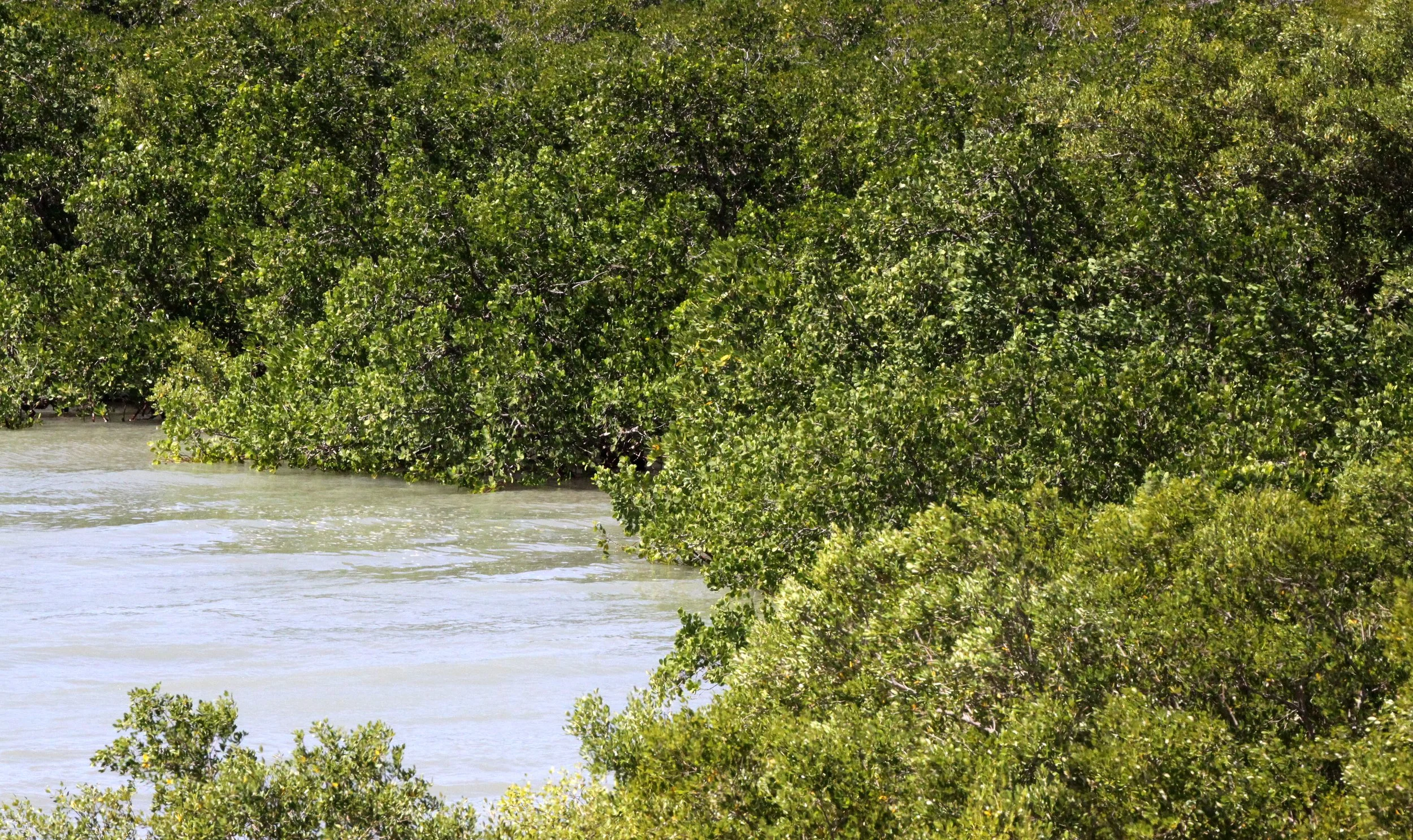 DIEGO SUAREZ MADAGASCAR - MANGROVE COMMUNITY (3).JPG