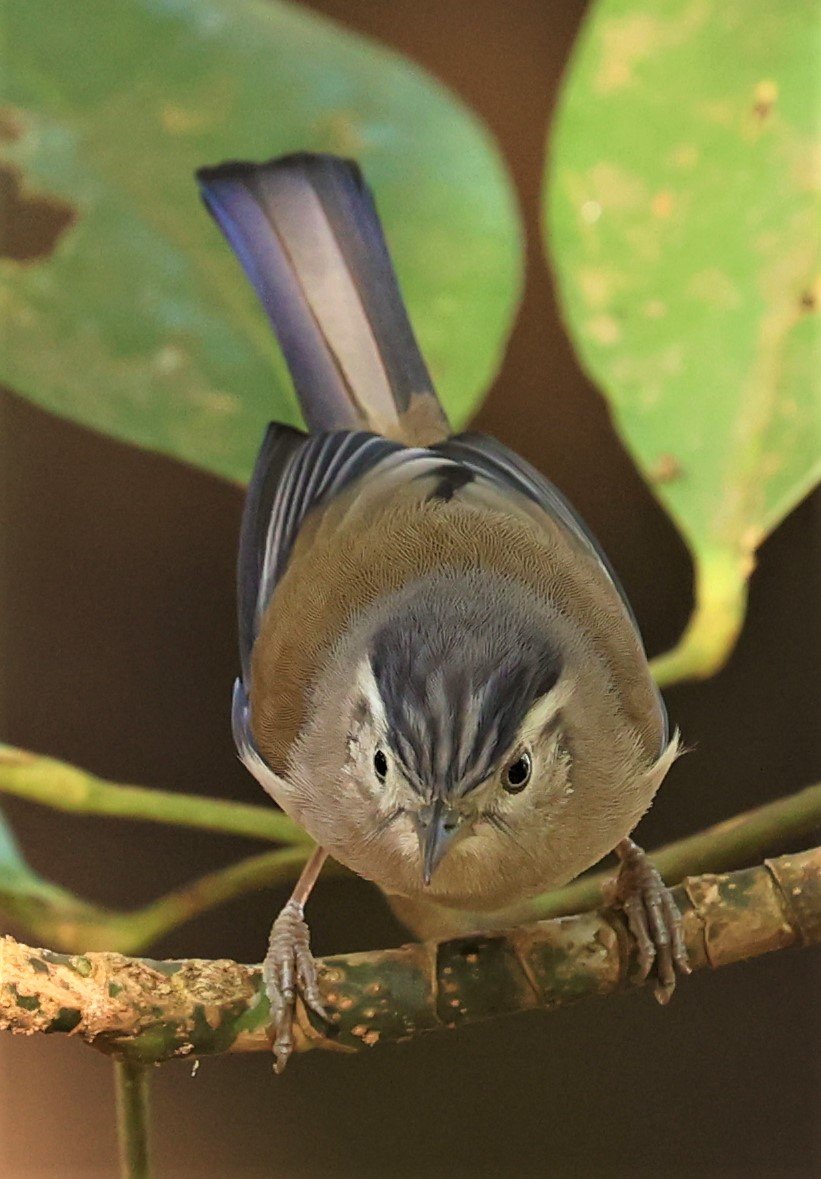MINLA - BLUE-WINGED MINLA - Actinodura cyanouroptera - DOI ANG KHANG CHIANG MAI (19).jpg