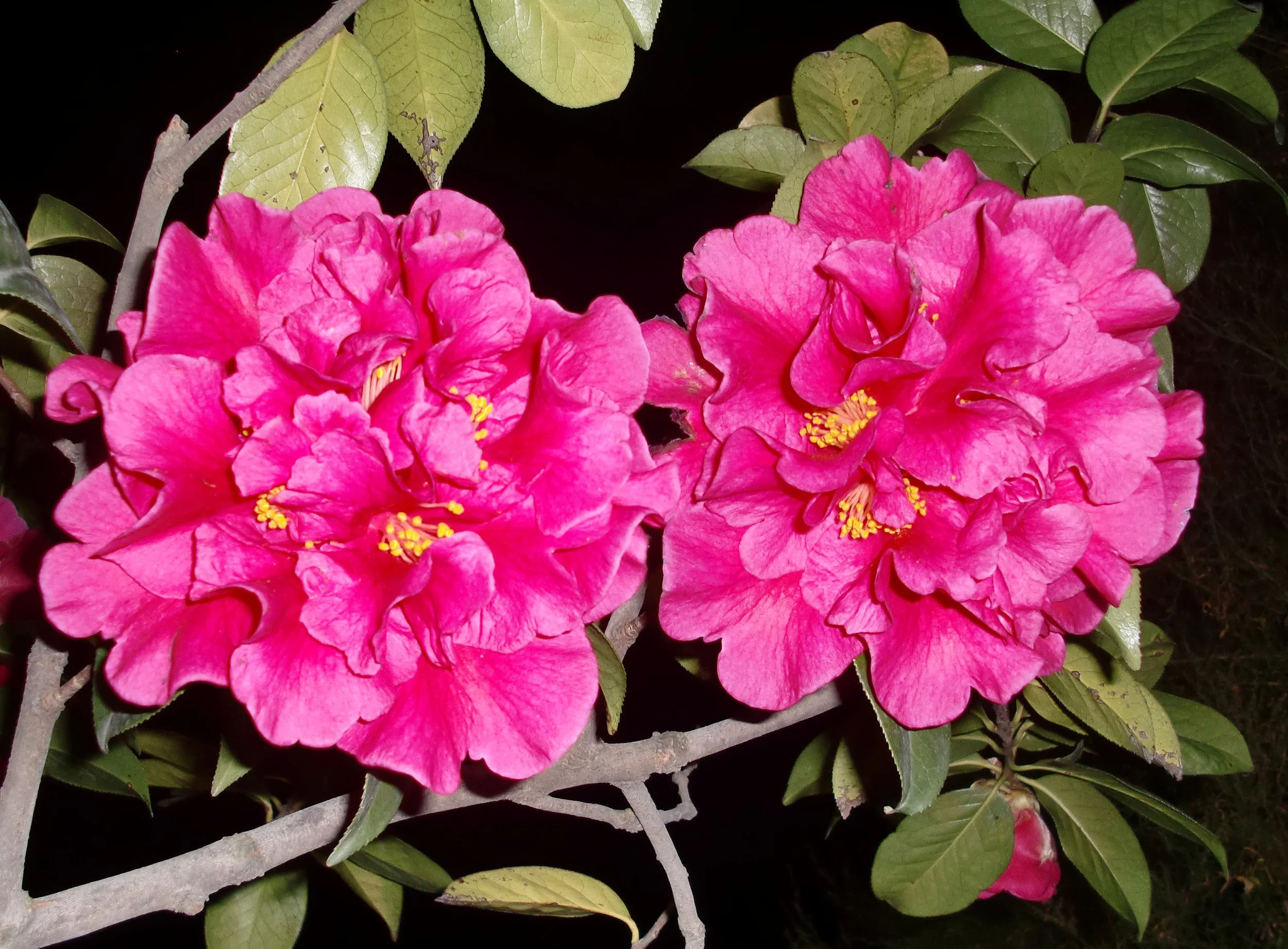 YUNNAN - DALI  (19).JPG