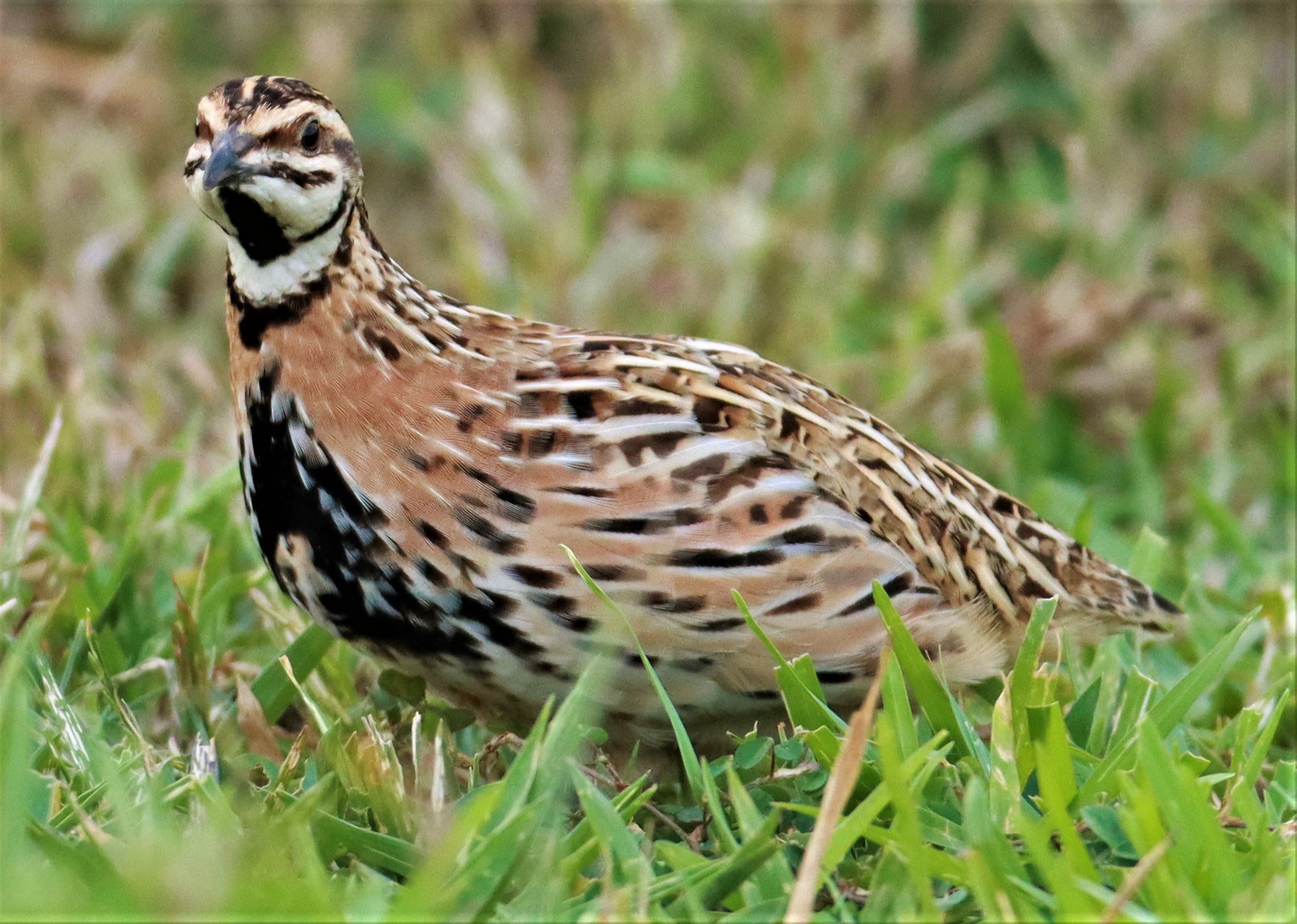 Rain Quail (Coturnix coromandelica) from the Pu Plu Scrublands in the lower elevations outside of the KKFC.  Now there habitat has been destroyed tragically to make room for corn. 