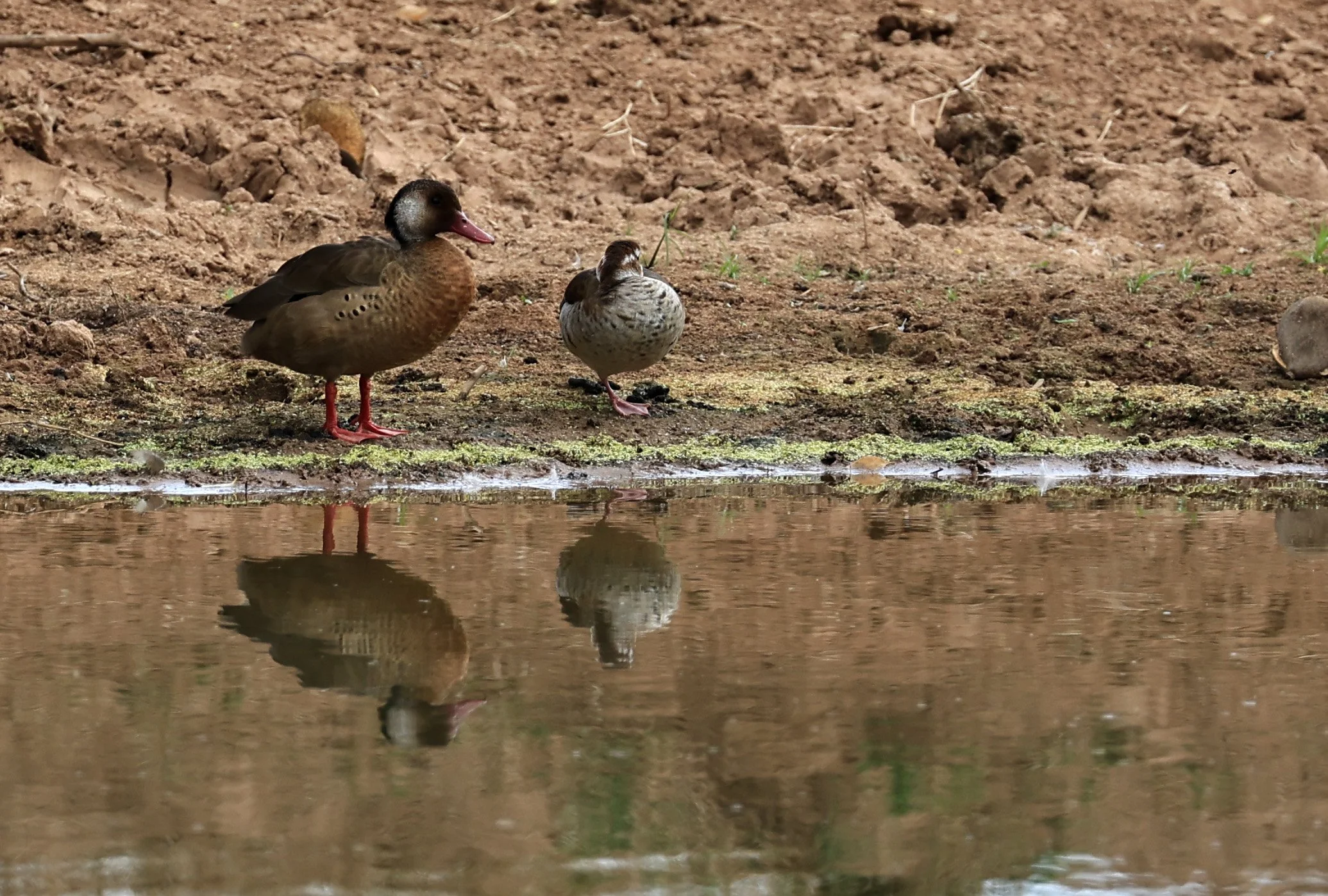 Brazilian Teal (Amazonetta brasiliensis) Estancia Campo'i Paraguay.jpg